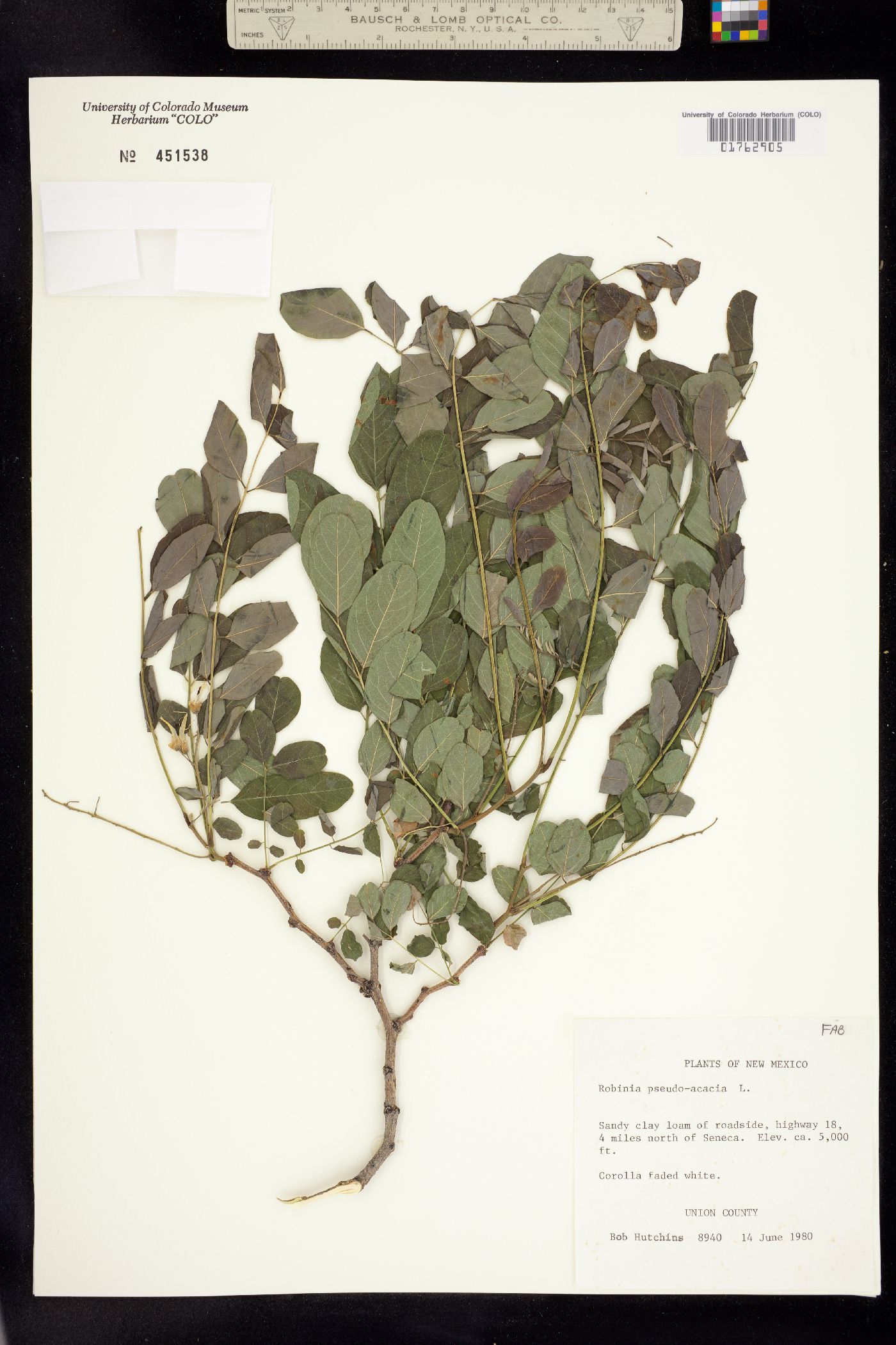 Robinia pseudoacacia image