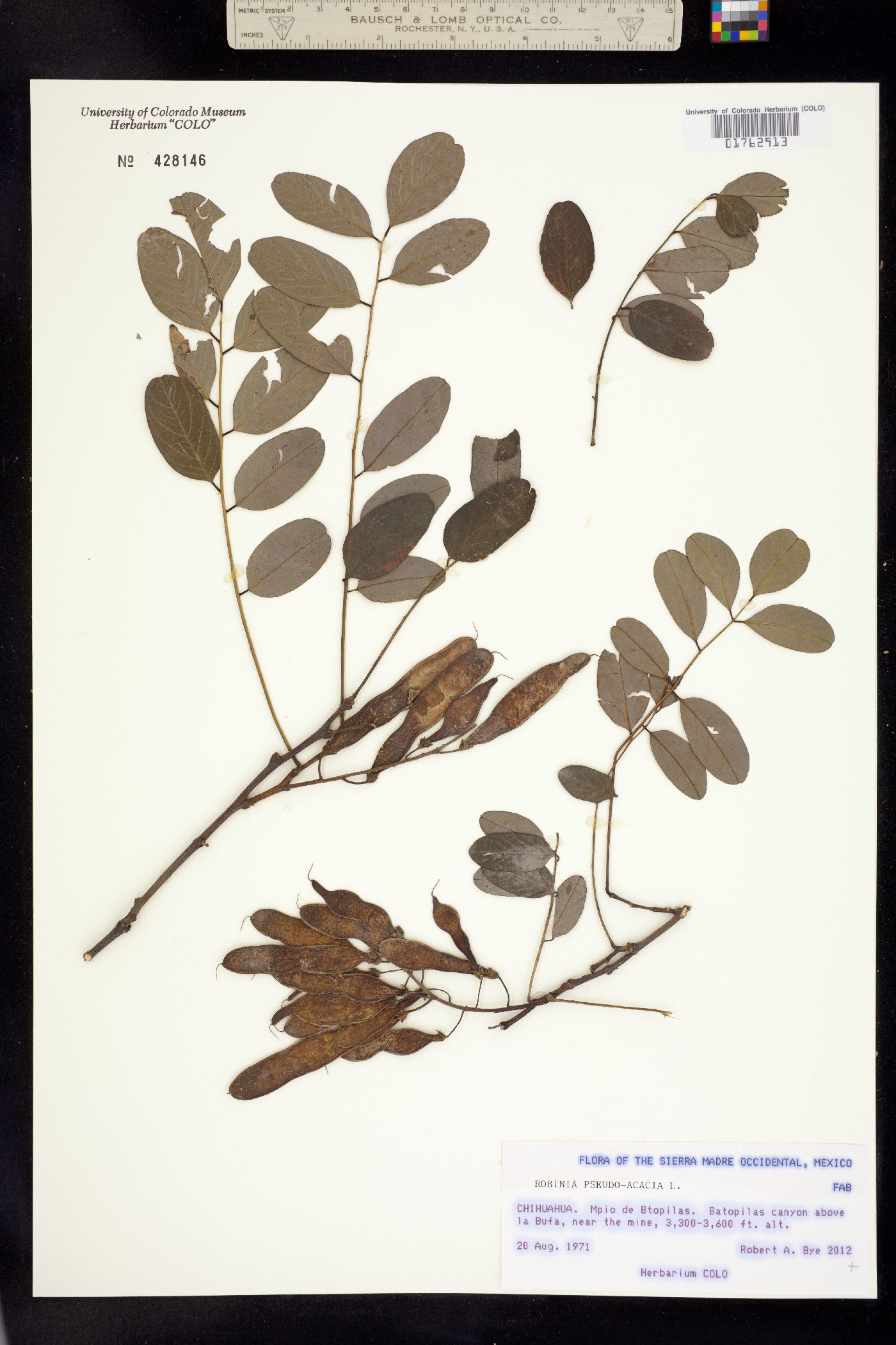 Robinia pseudoacacia image