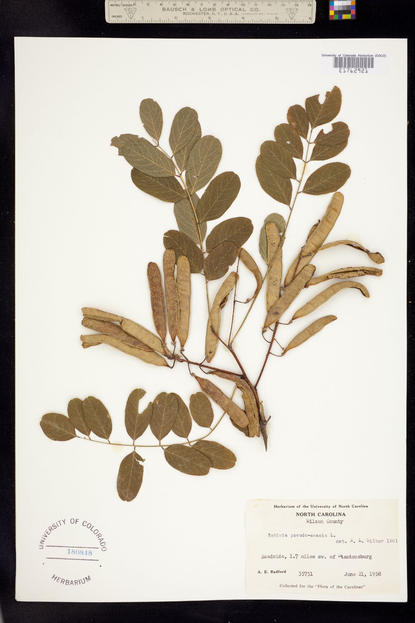 Robinia pseudoacacia image