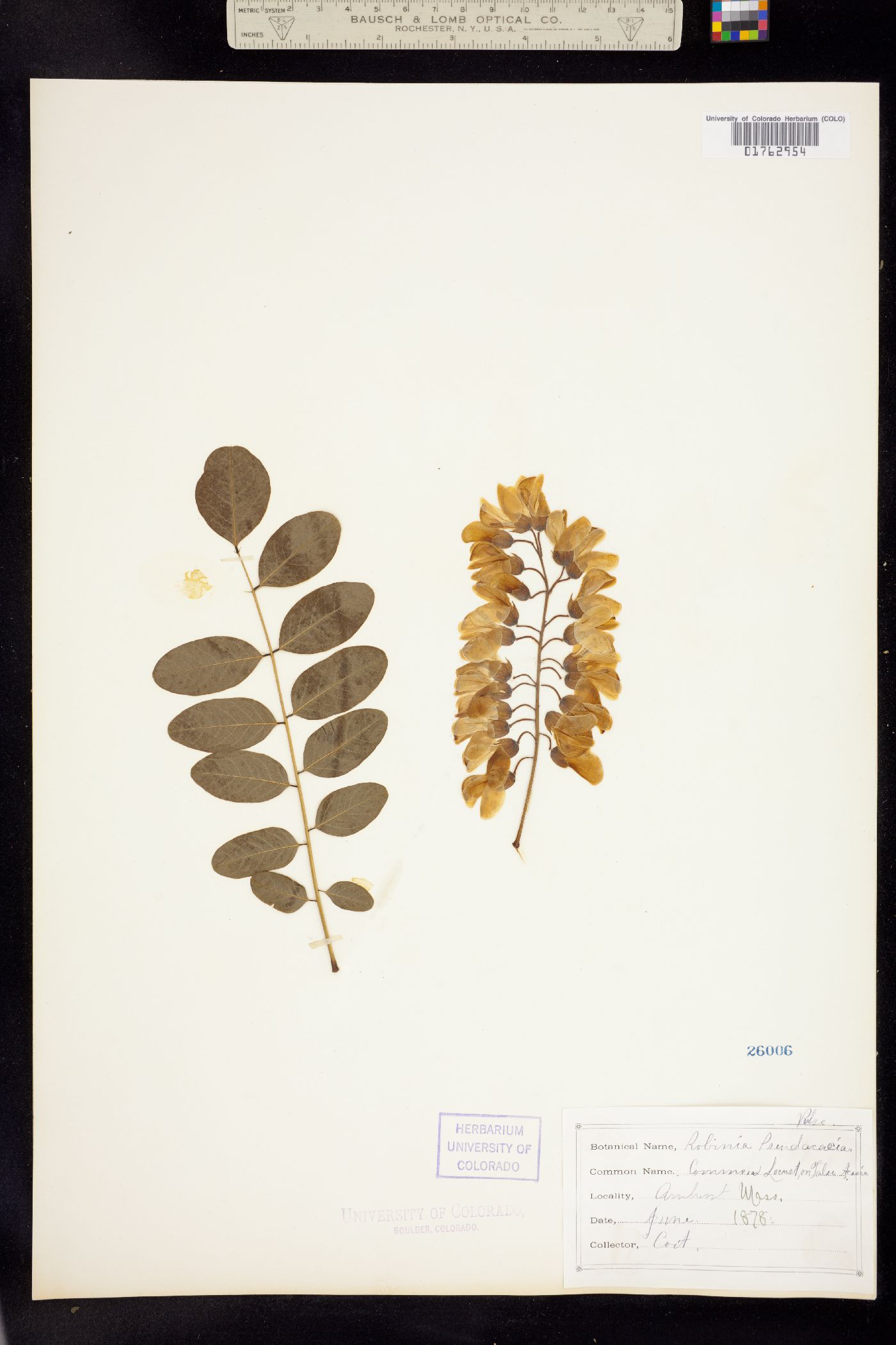 Robinia pseudoacacia image