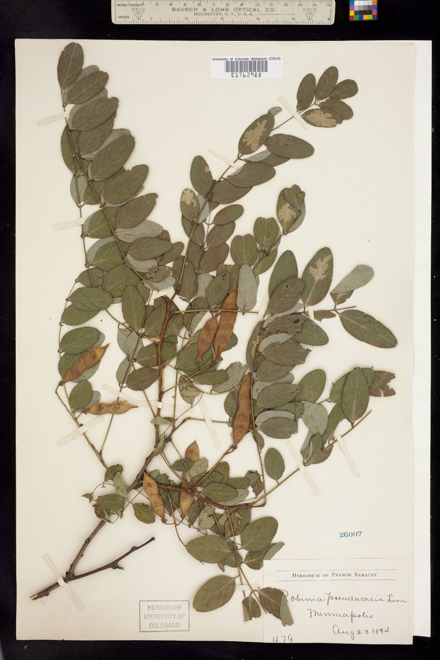 Robinia pseudoacacia image