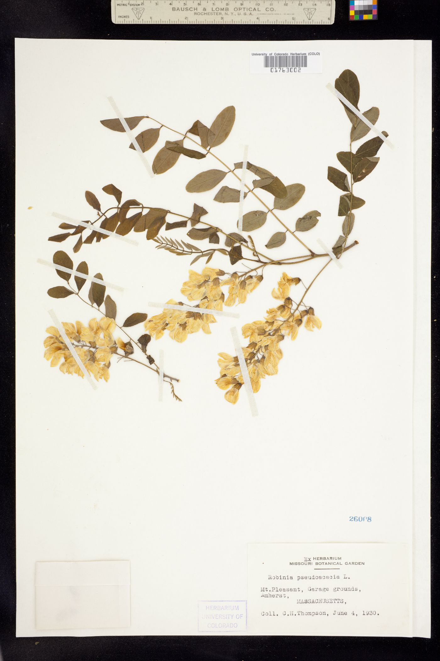 Robinia pseudoacacia image