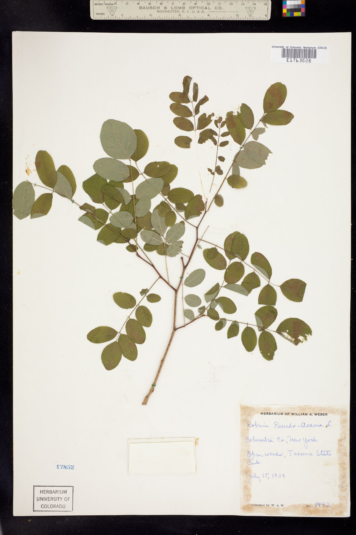 Robinia pseudoacacia image