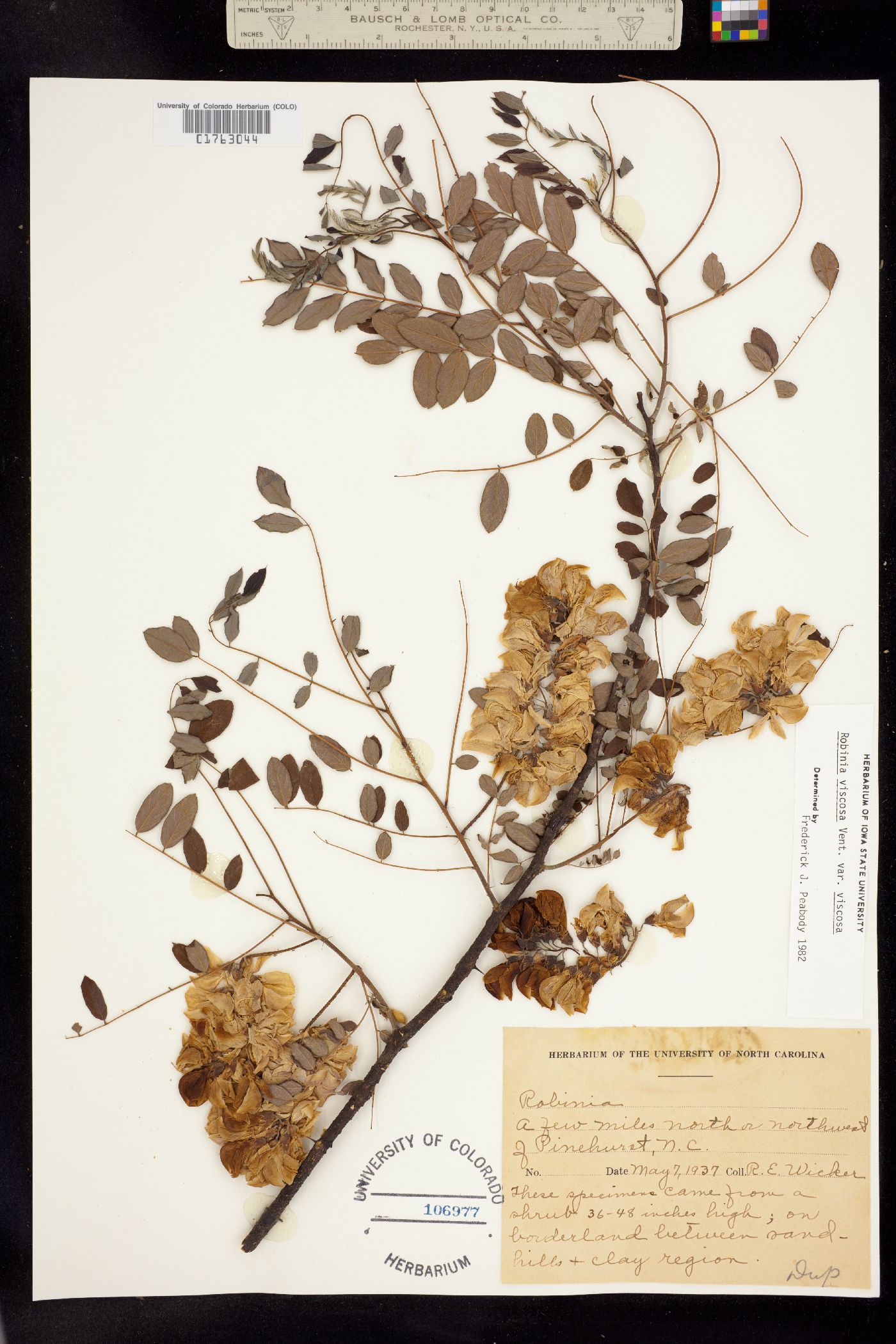 Robinia viscosa image