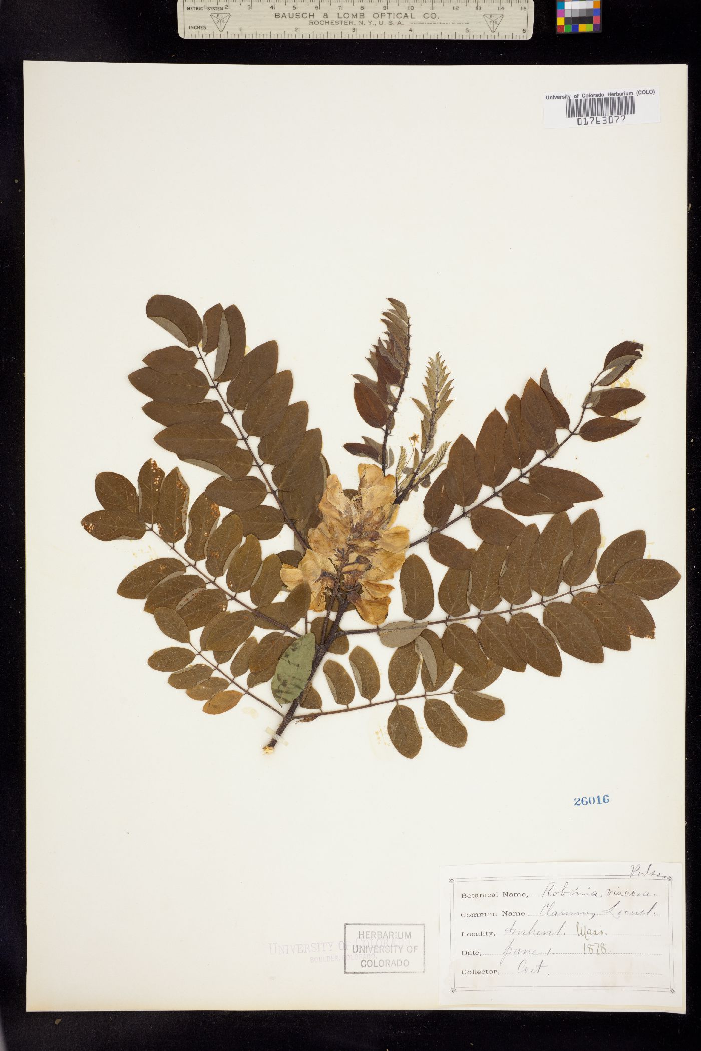 Robinia viscosa image