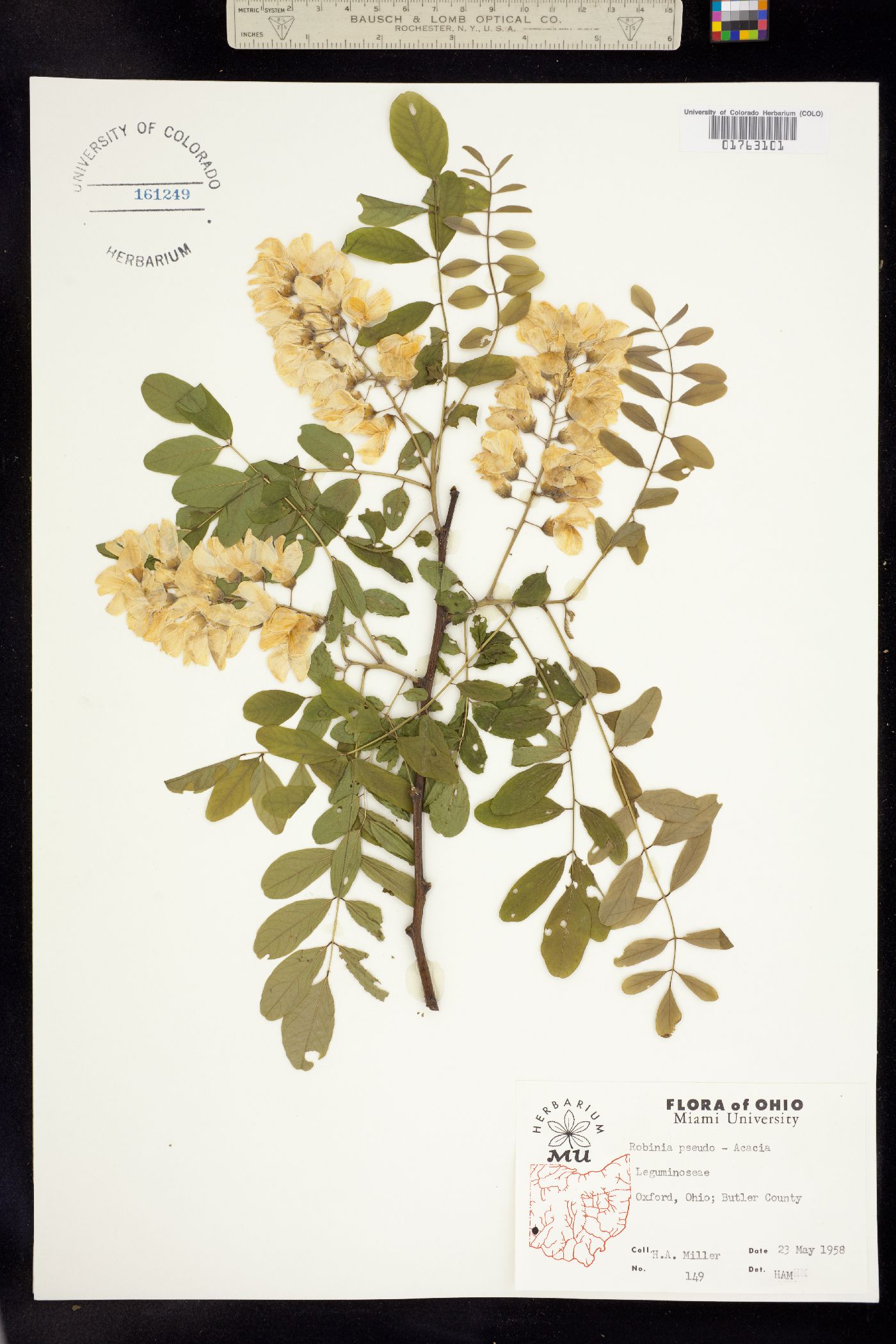 Robinia pseudoacacia image
