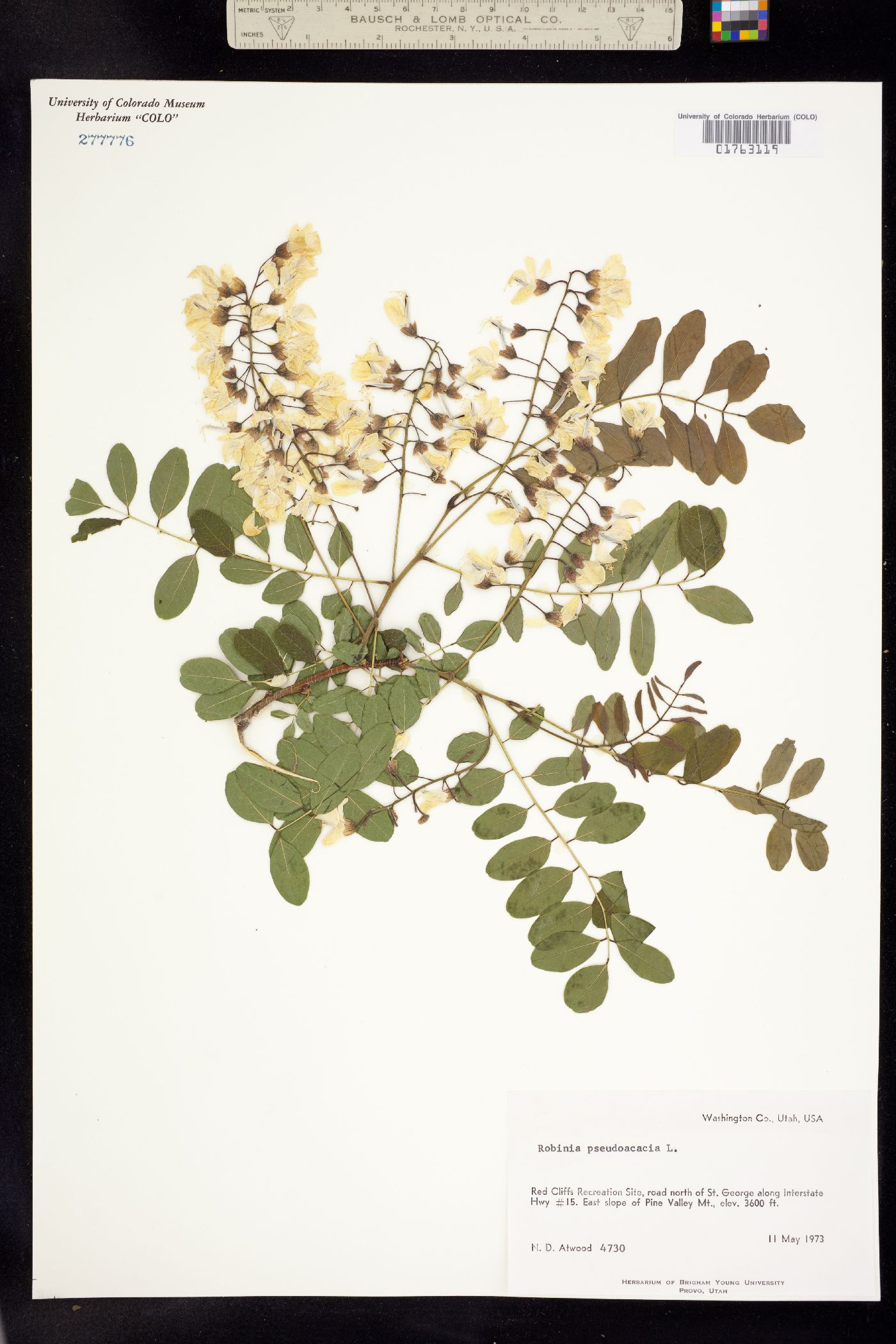 Robinia pseudoacacia image