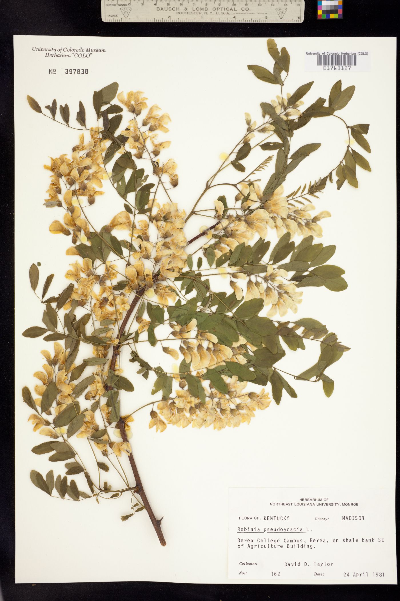 Robinia pseudoacacia image
