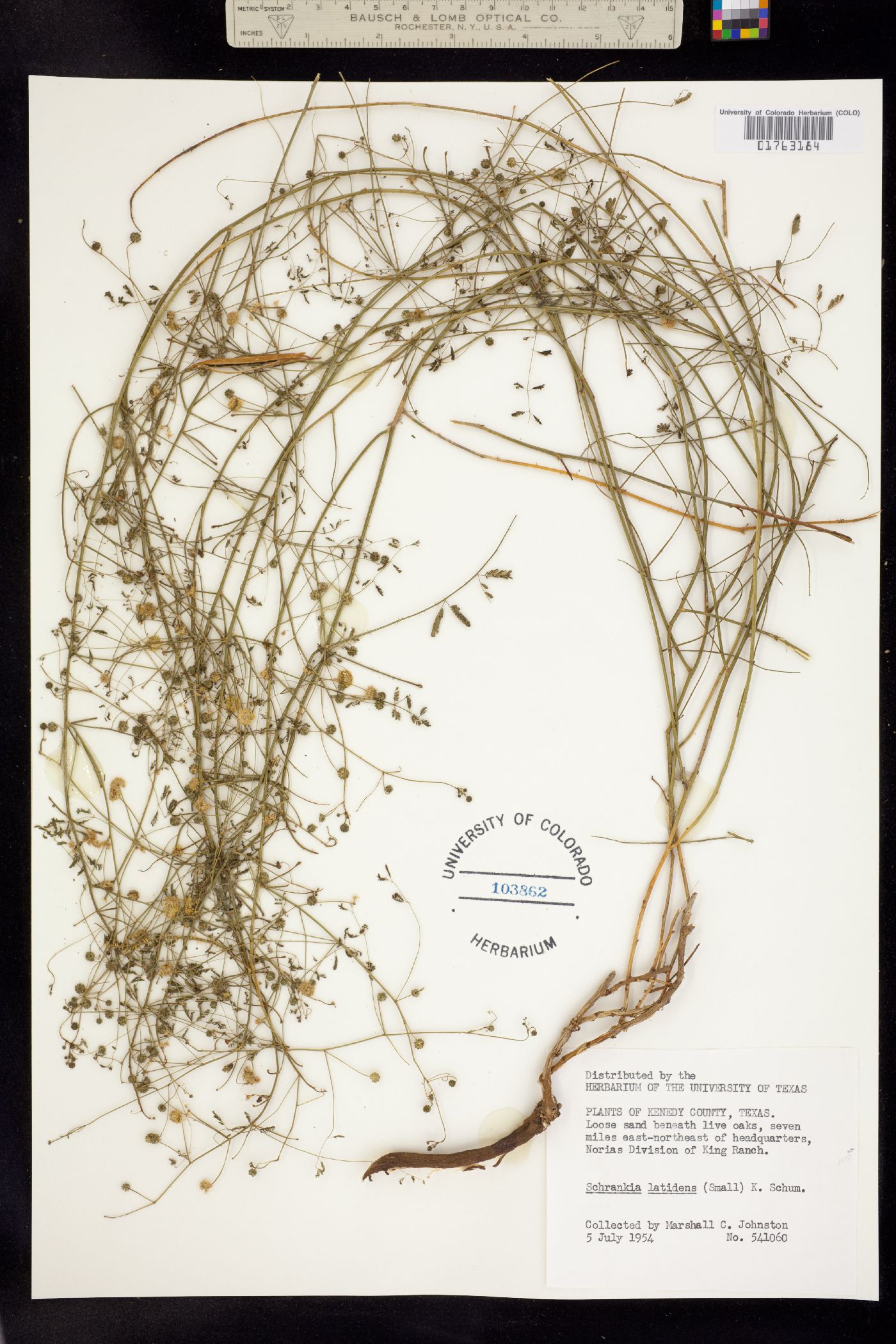 Mimosa latidens image