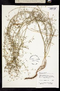 Image of Mimosa latidens