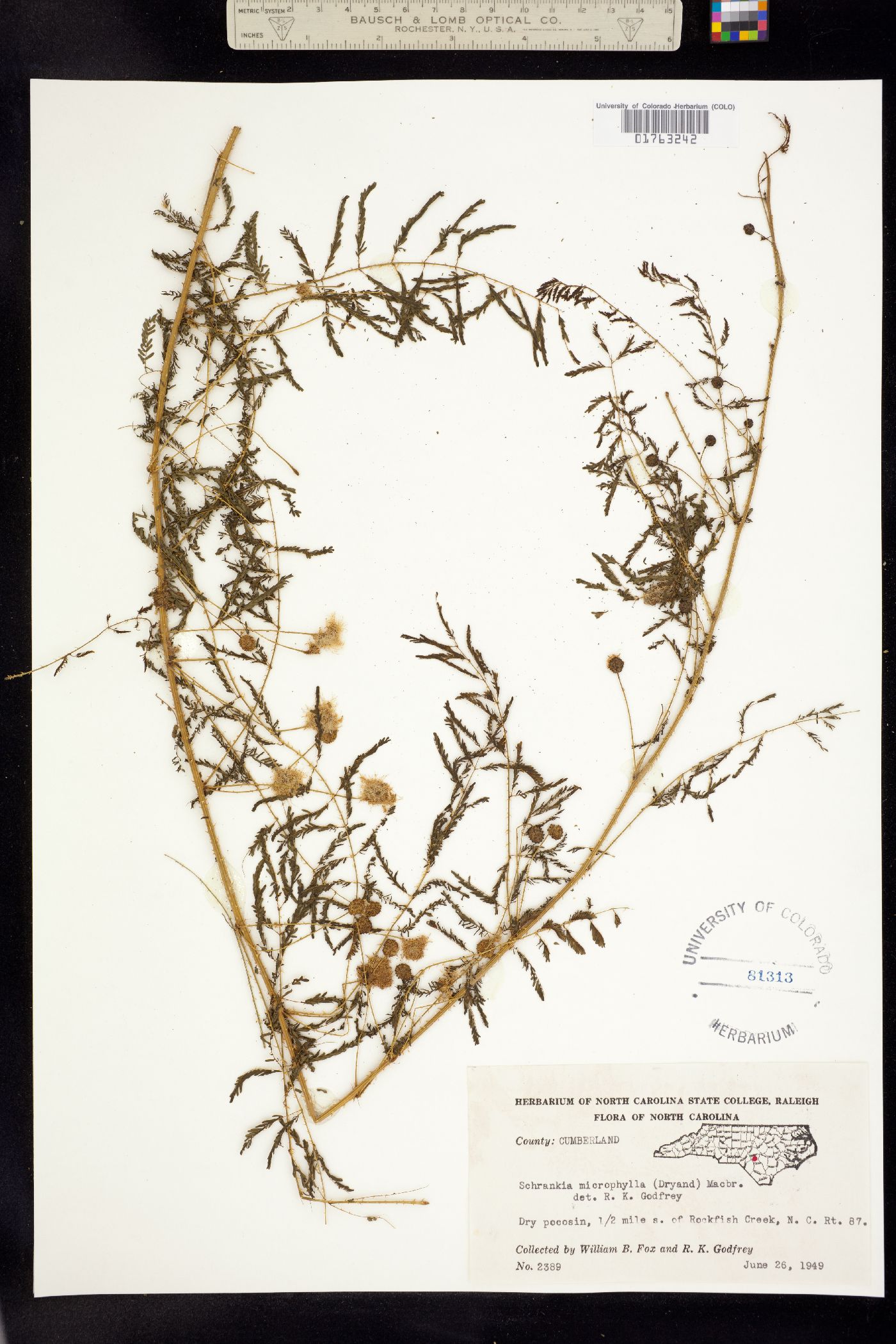Mimosa microphylla image
