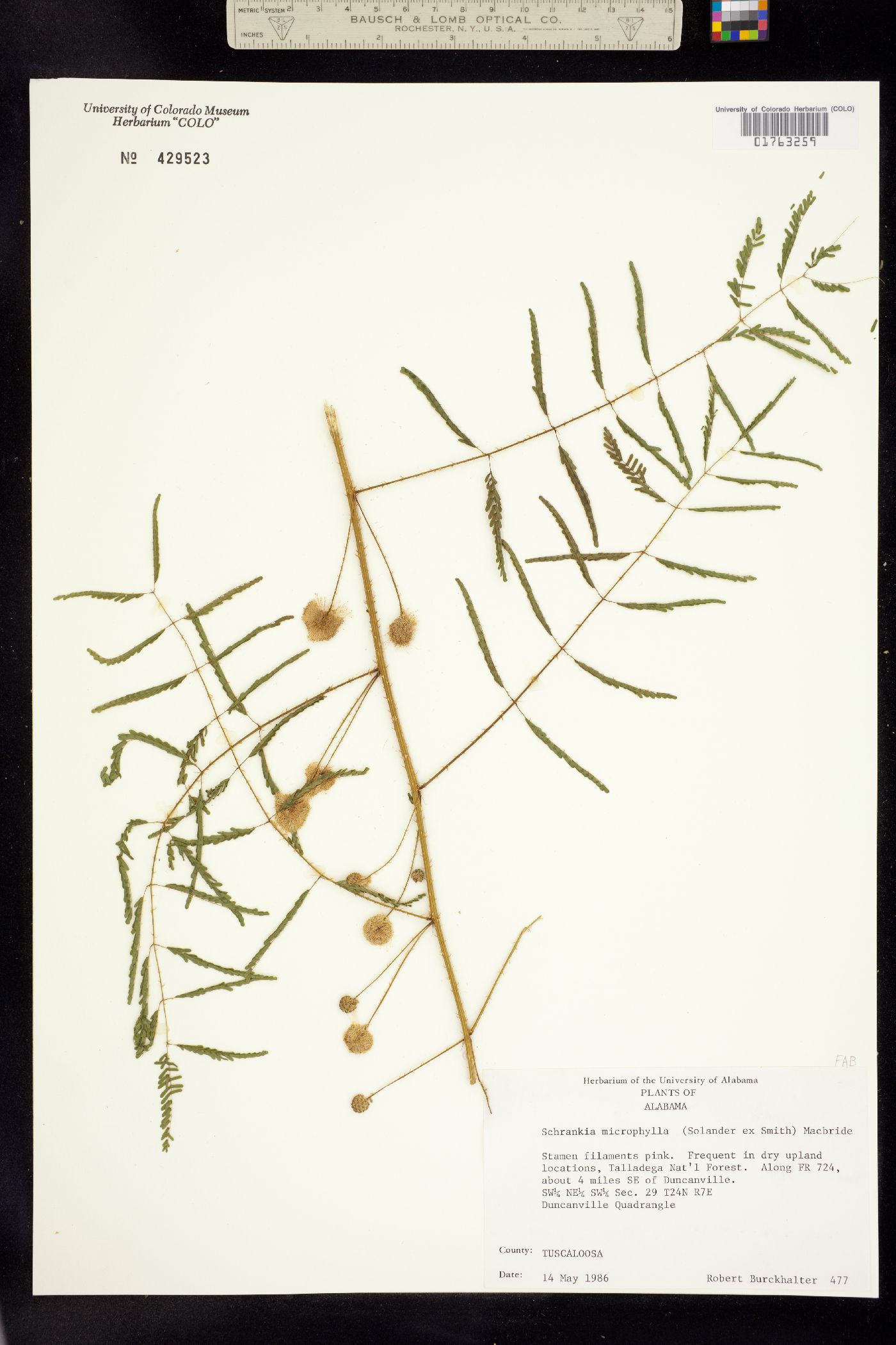 Mimosa microphylla image