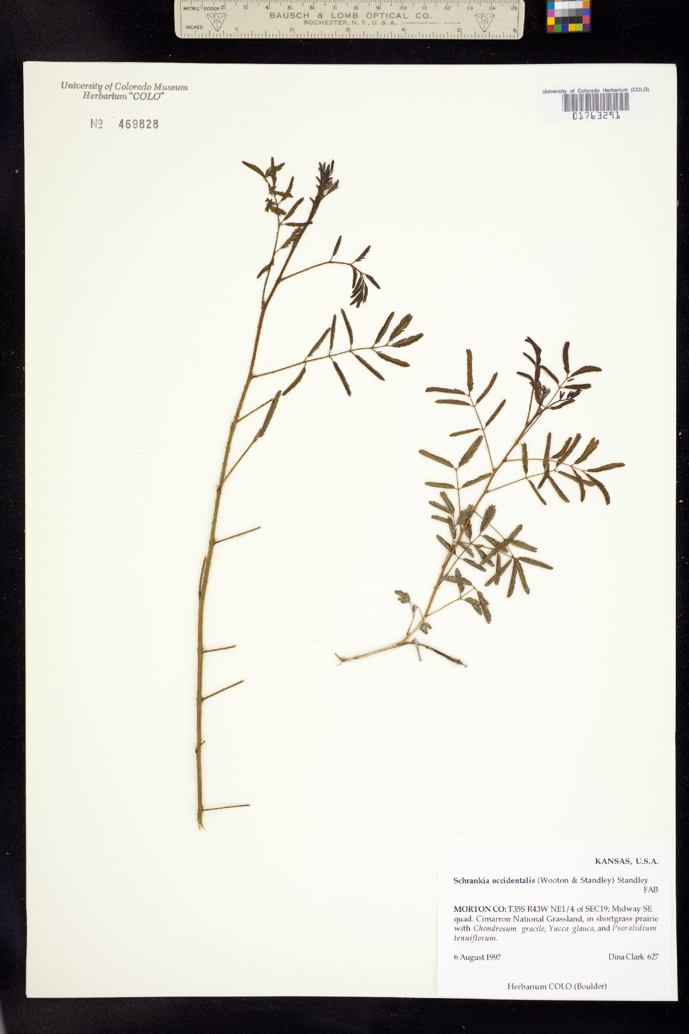 Mimosa rupertiana image