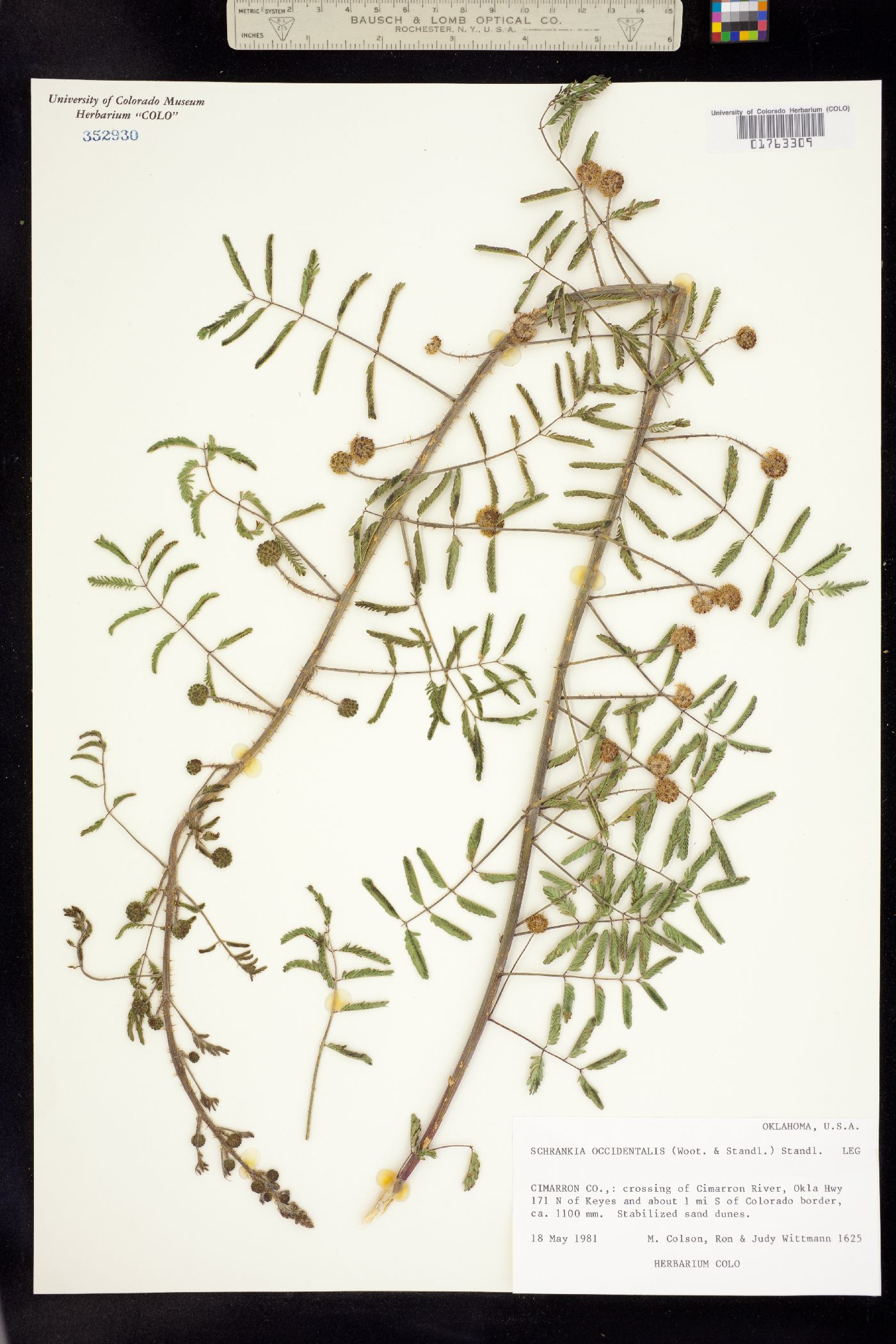 Mimosa rupertiana image