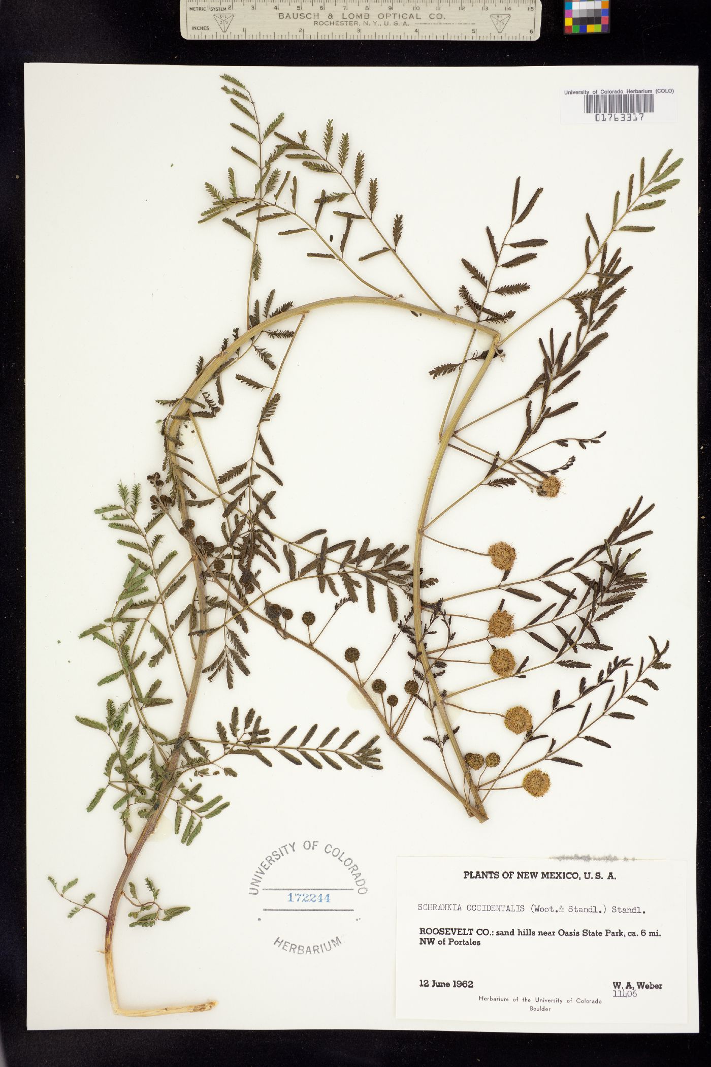 Mimosa rupertiana image