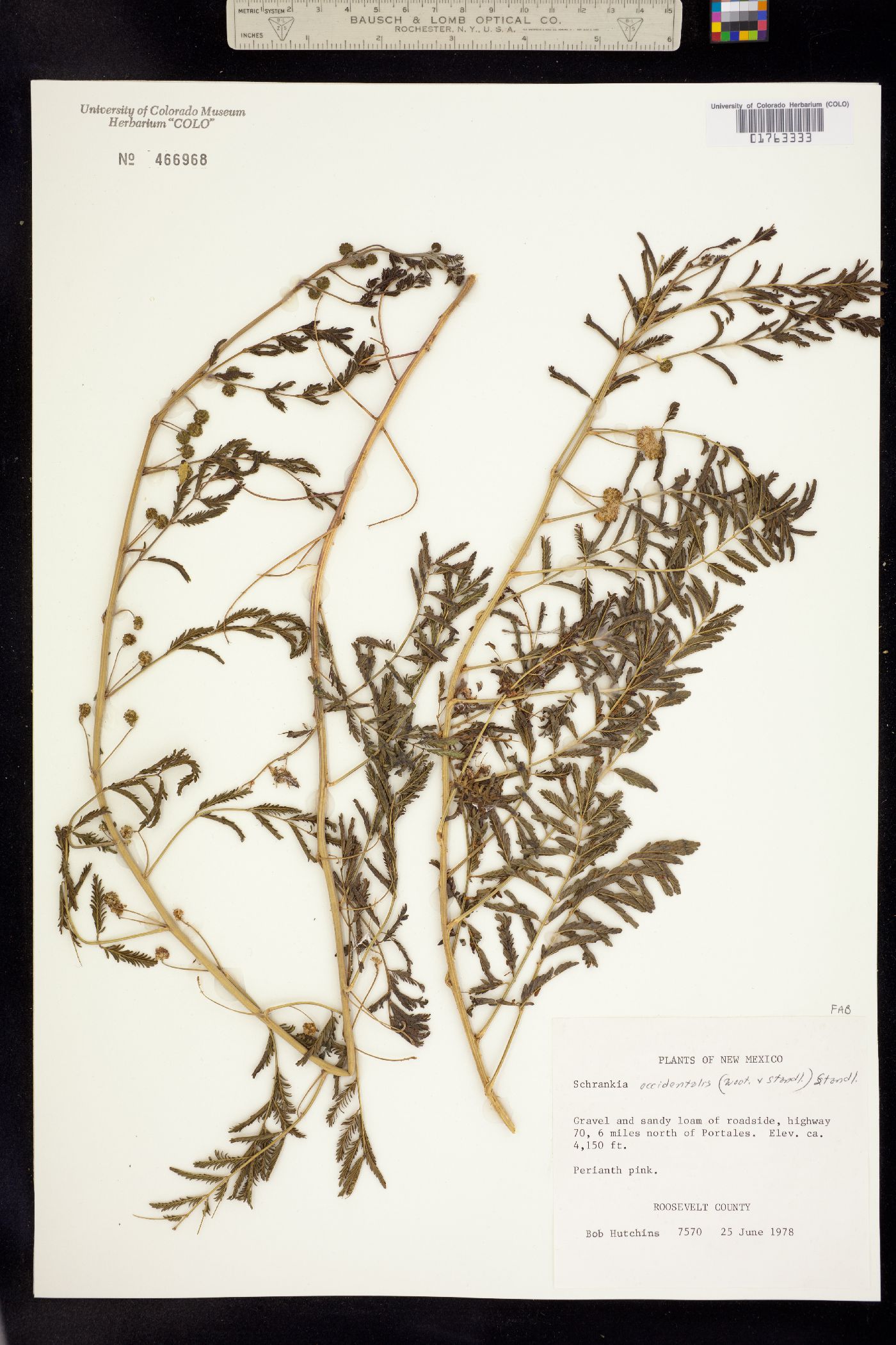 Mimosa rupertiana image