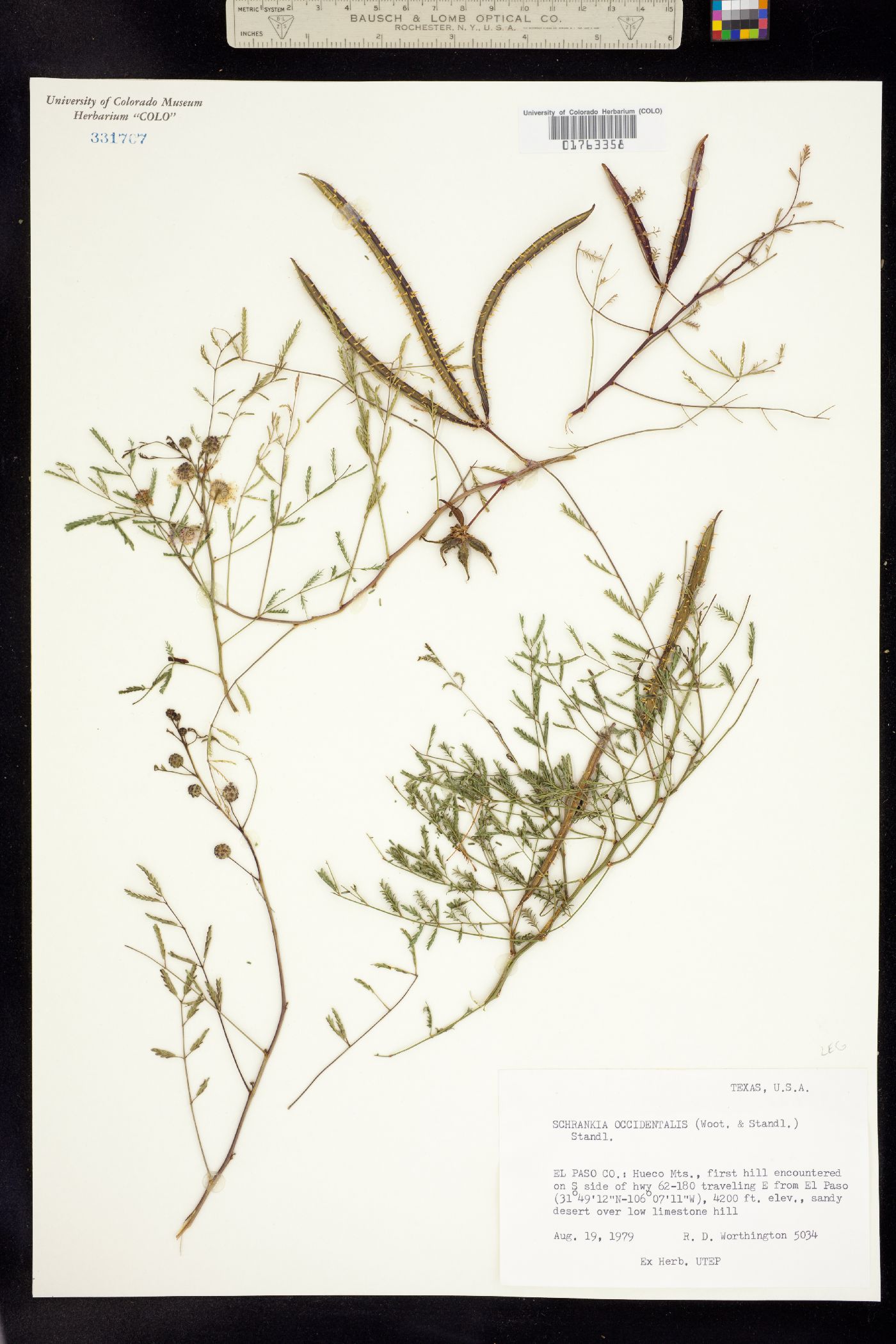 Mimosa rupertiana image