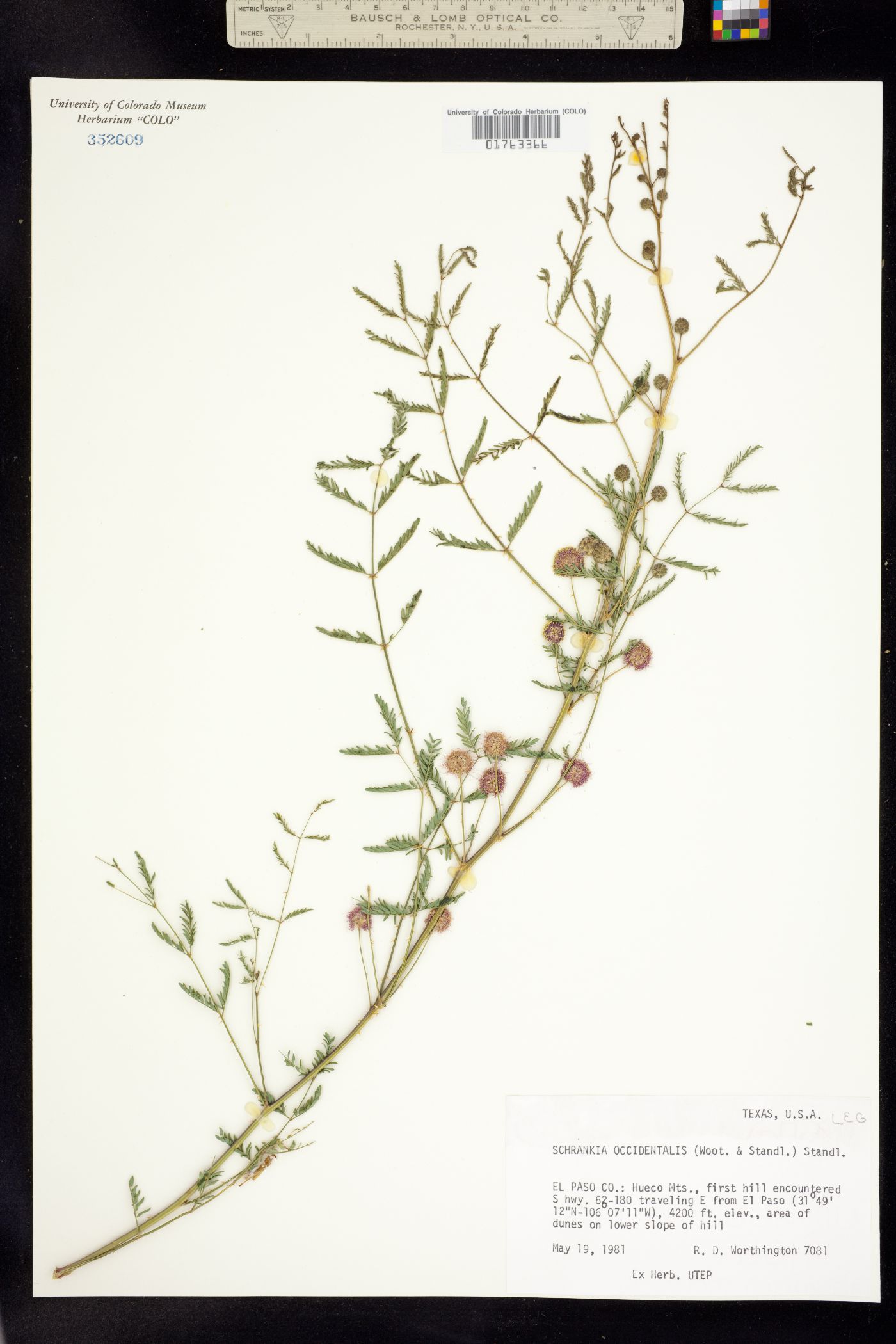 Mimosa rupertiana image
