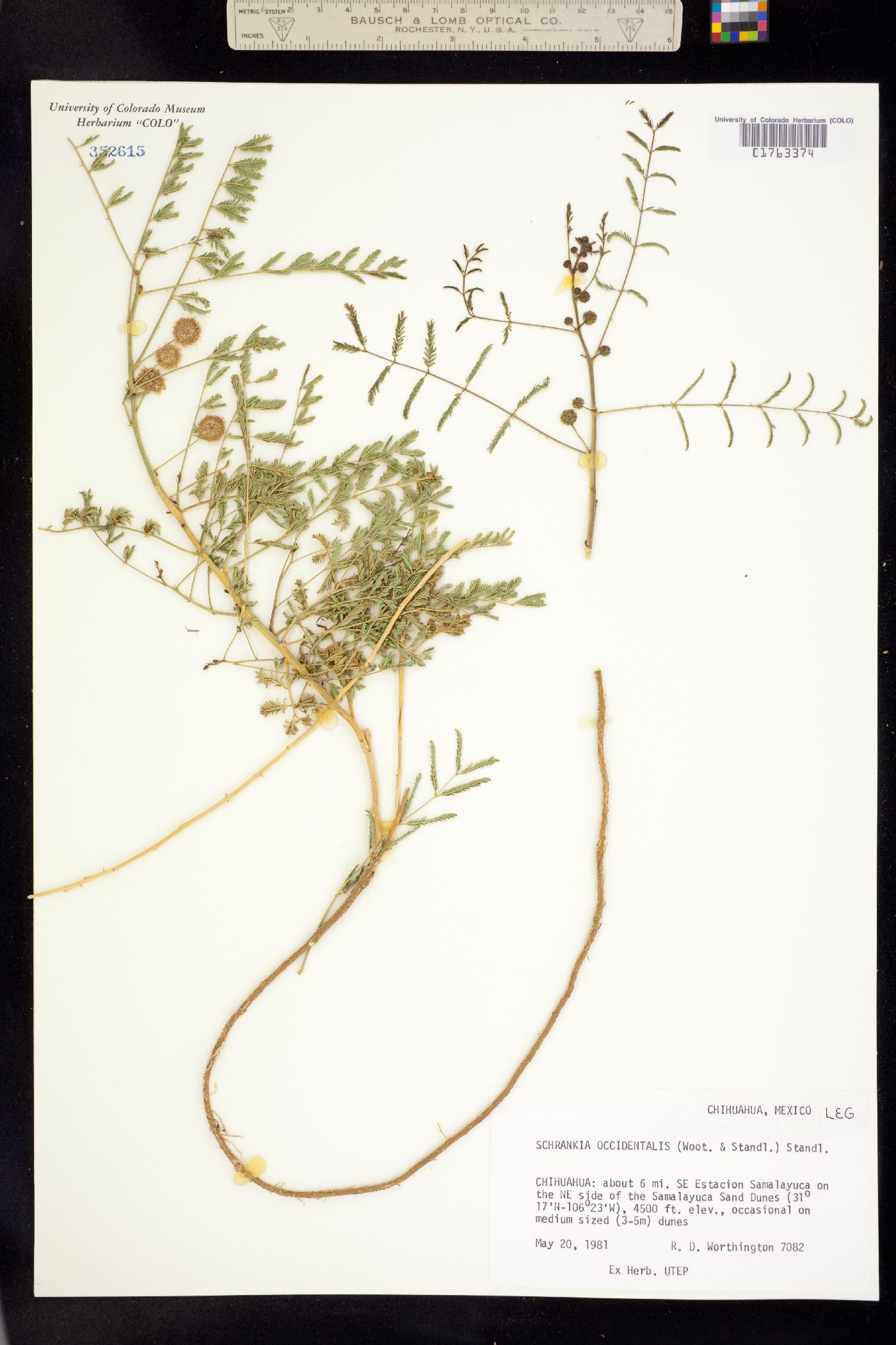 Mimosa rupertiana image