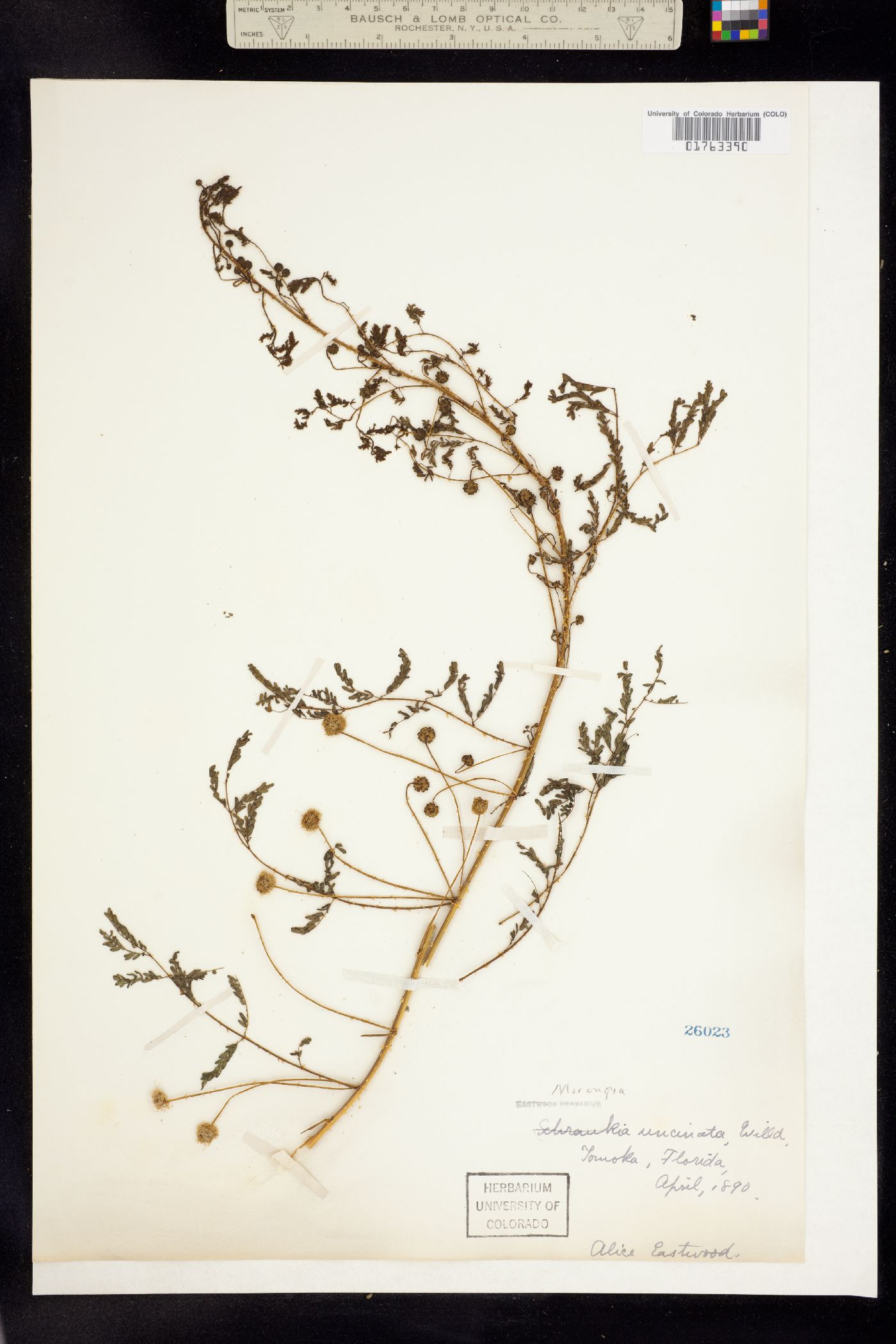 Mimosa microphylla image