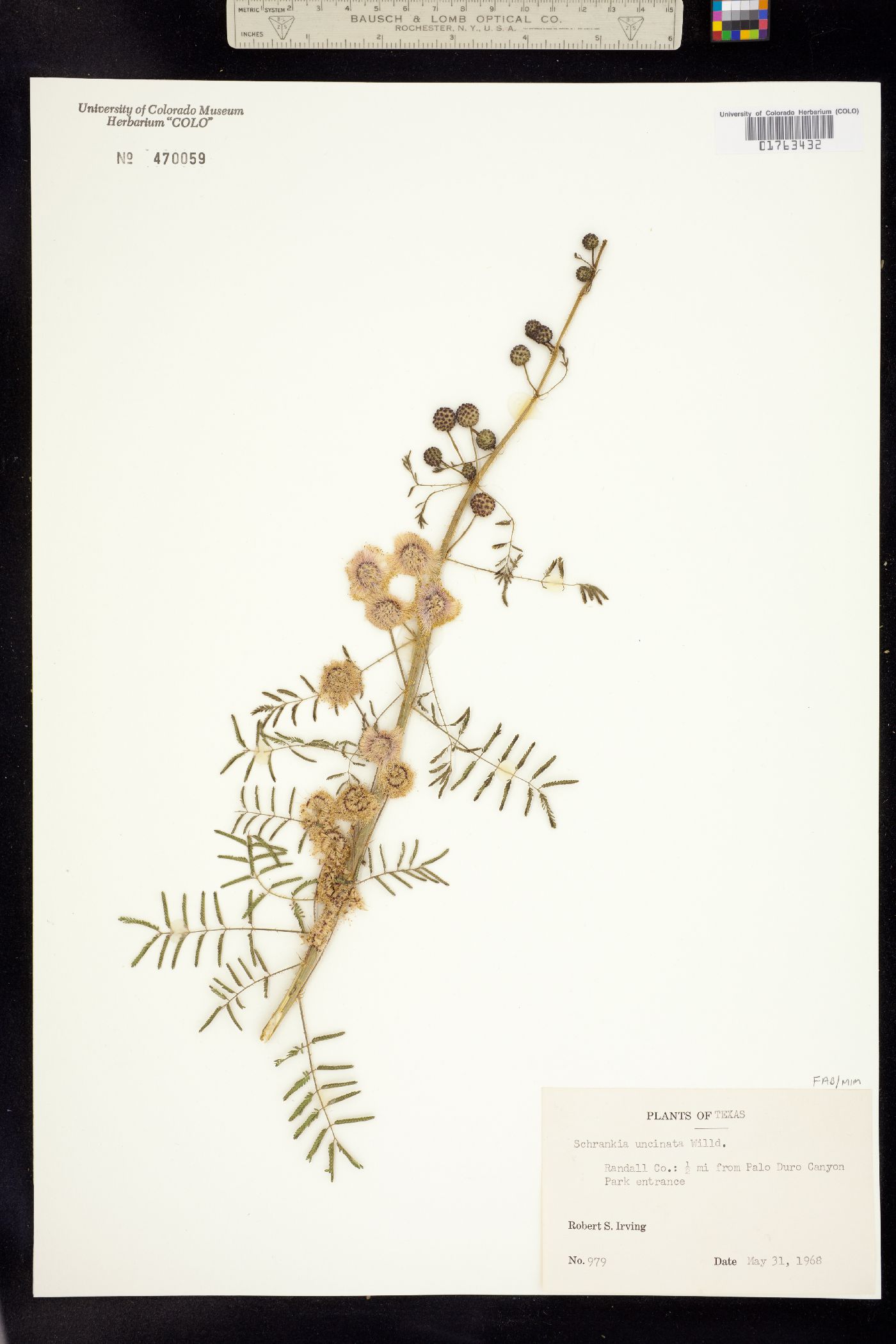 Mimosa microphylla image