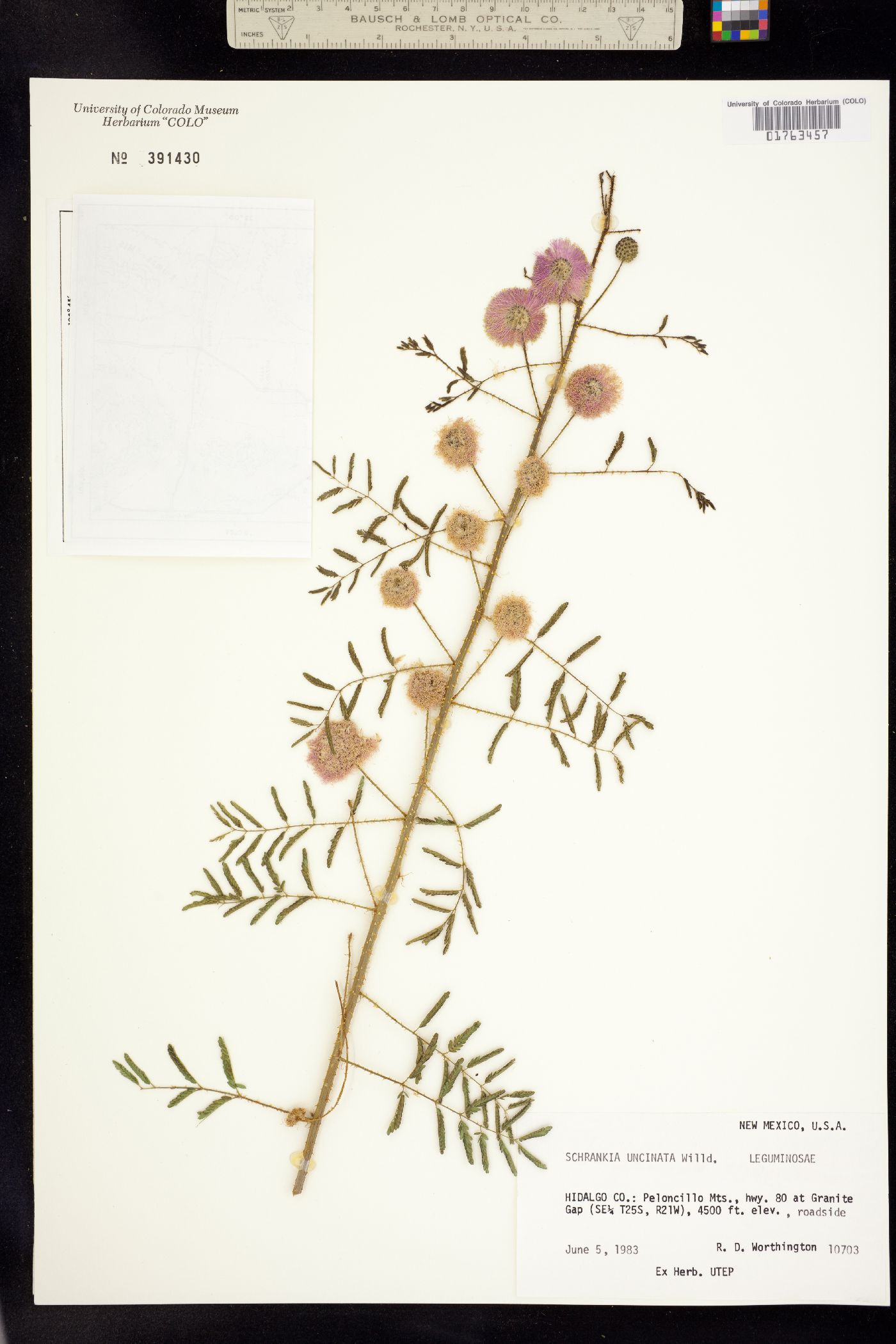 Mimosa microphylla image