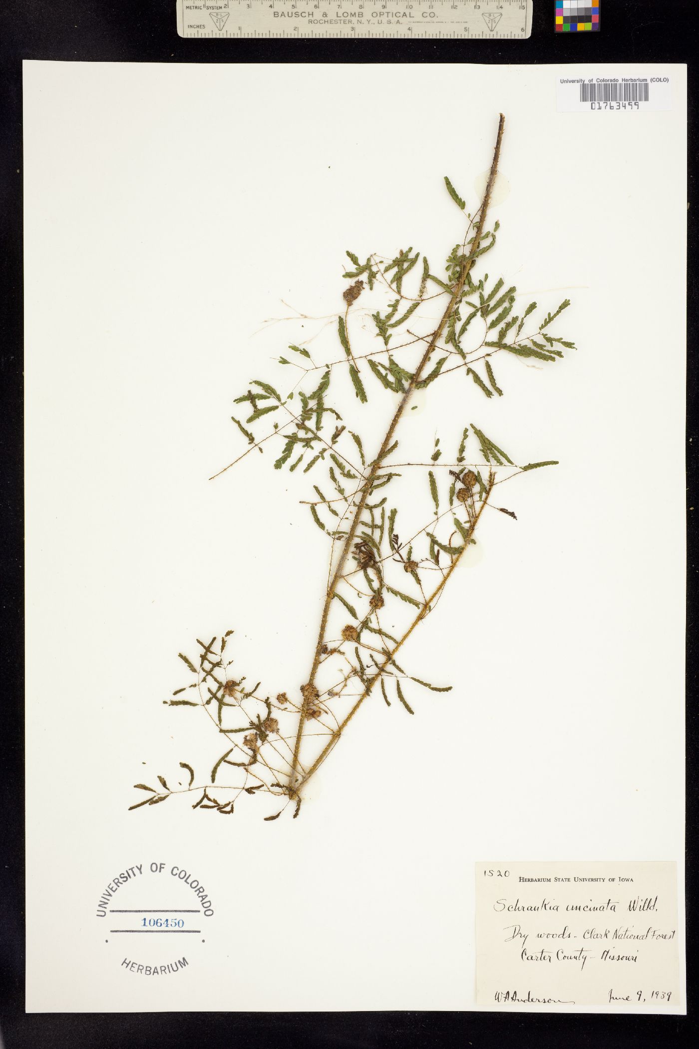 Schrankia image