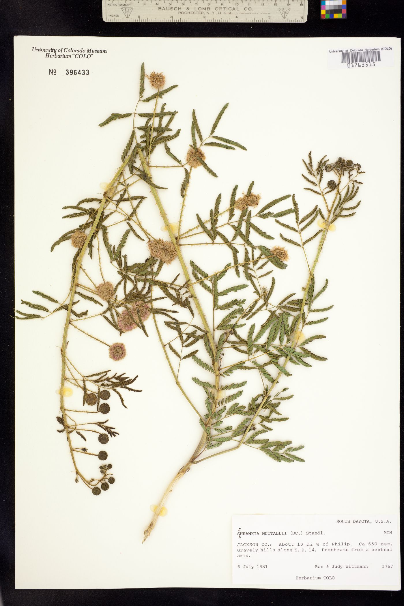 Mimosa microphylla image