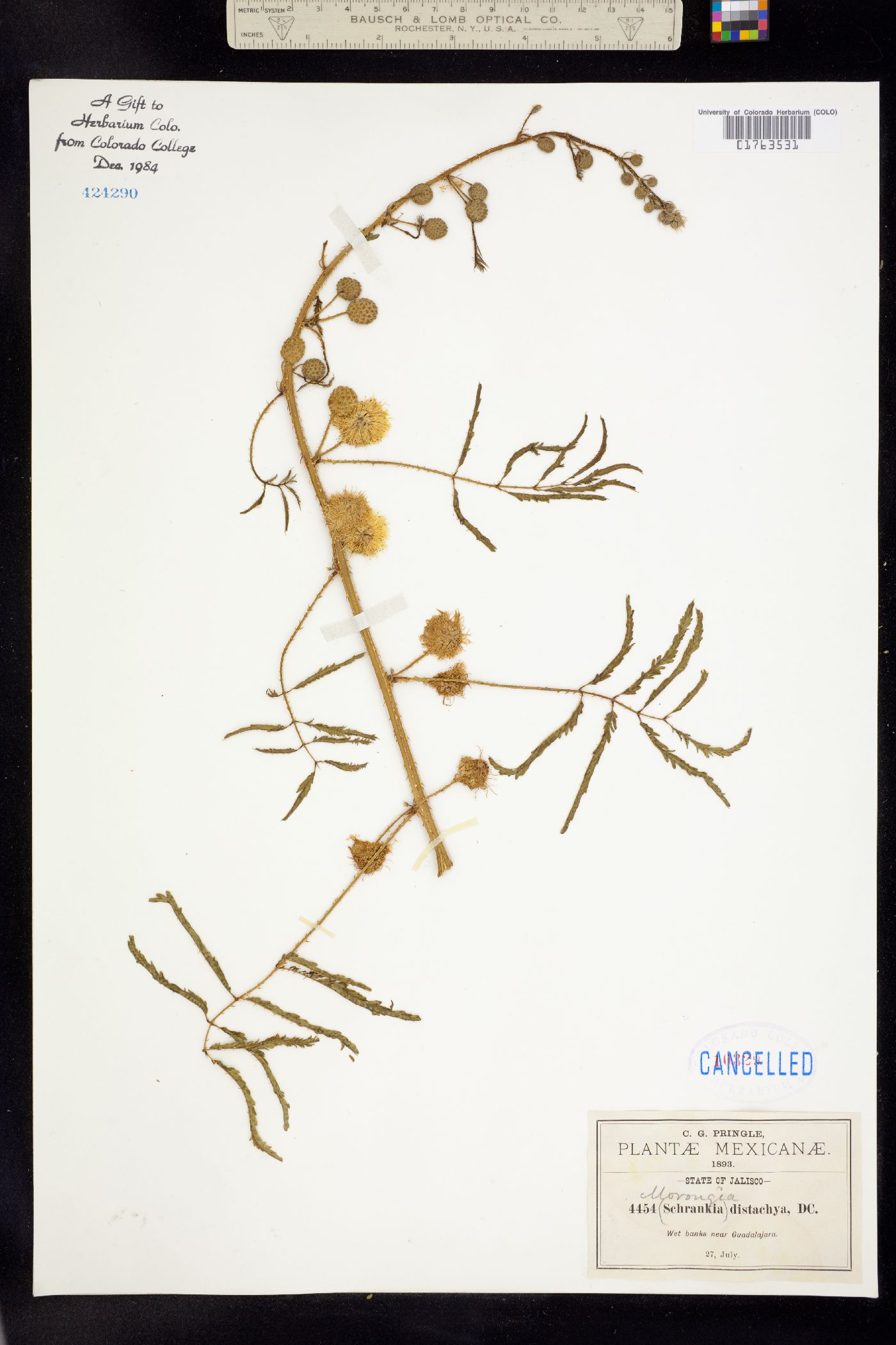 Schrankia distachya image
