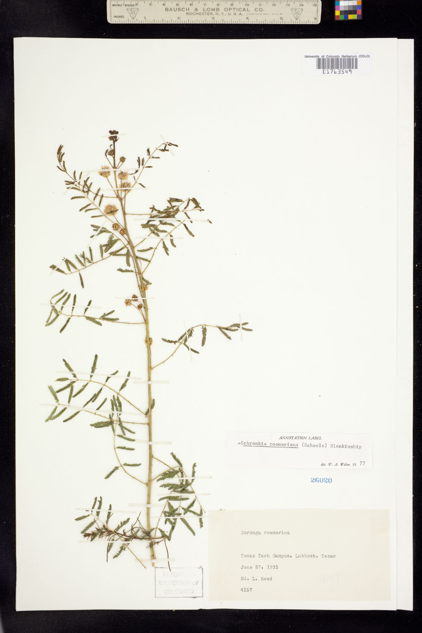 Mimosa roemeriana image