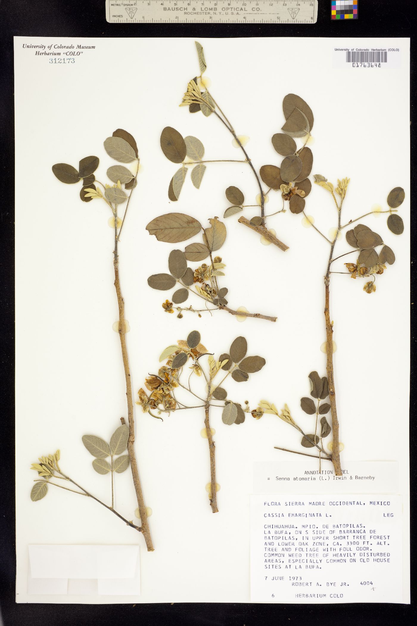 Senna atomaria image