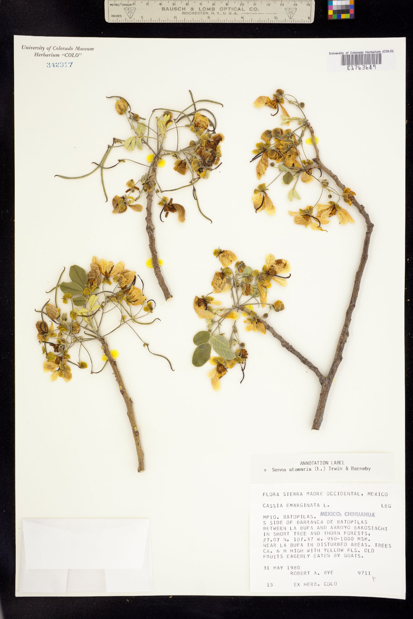 Senna atomaria image