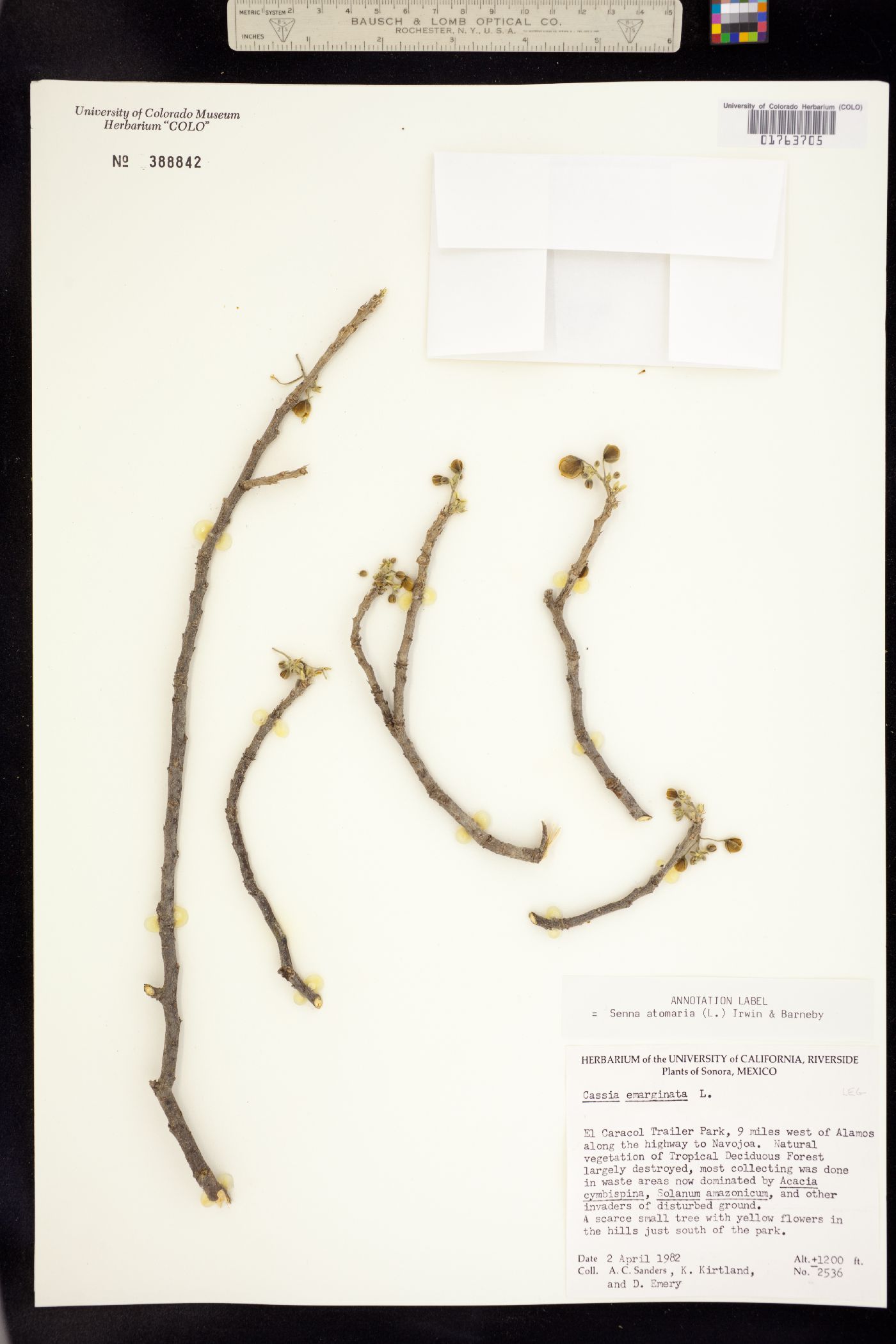 Senna atomaria image
