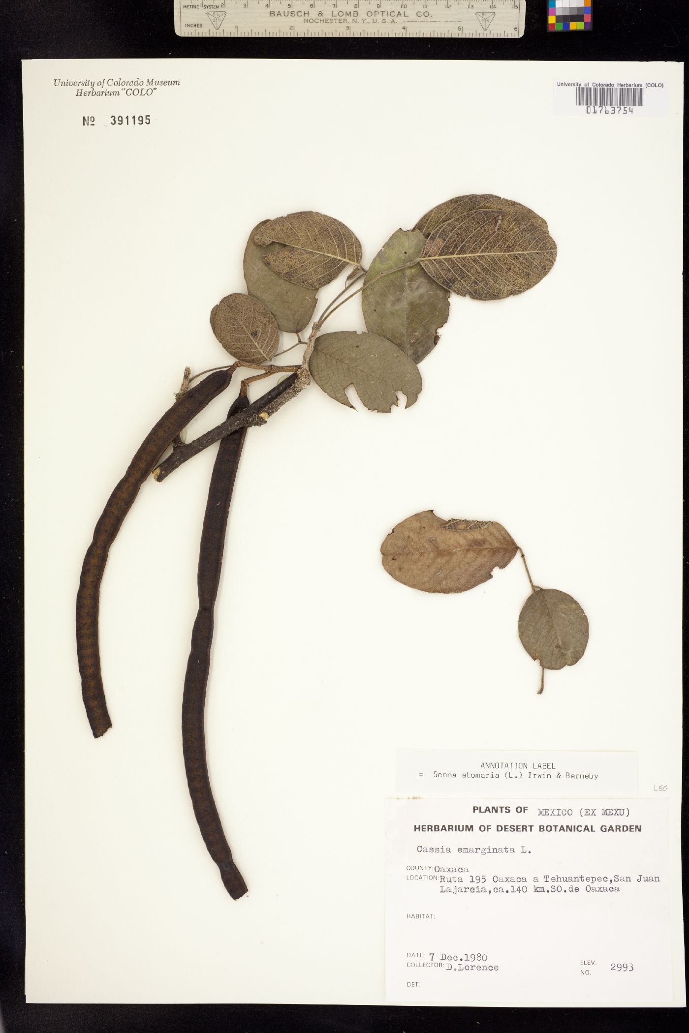 Senna atomaria image