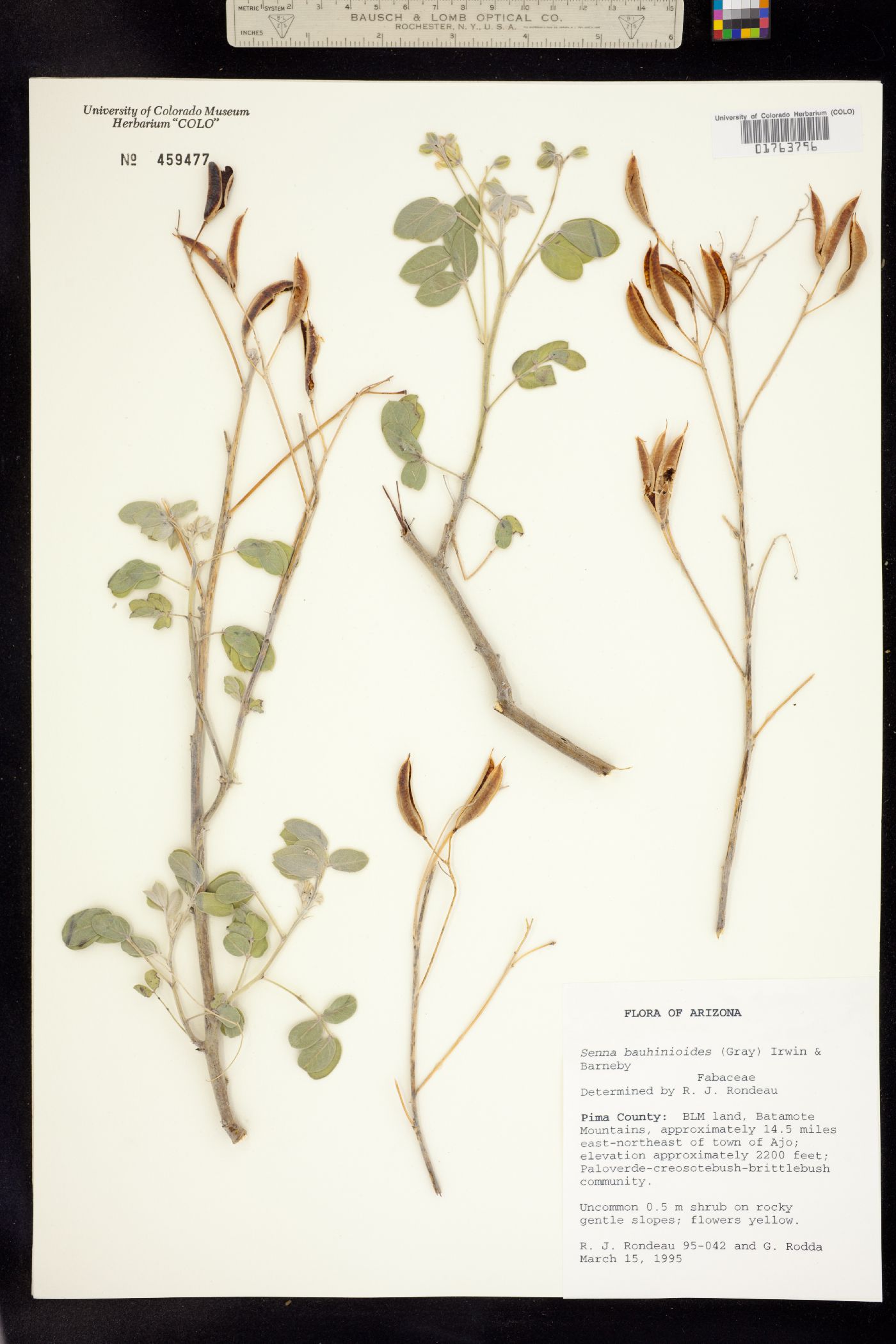 Senna bauhinioides image