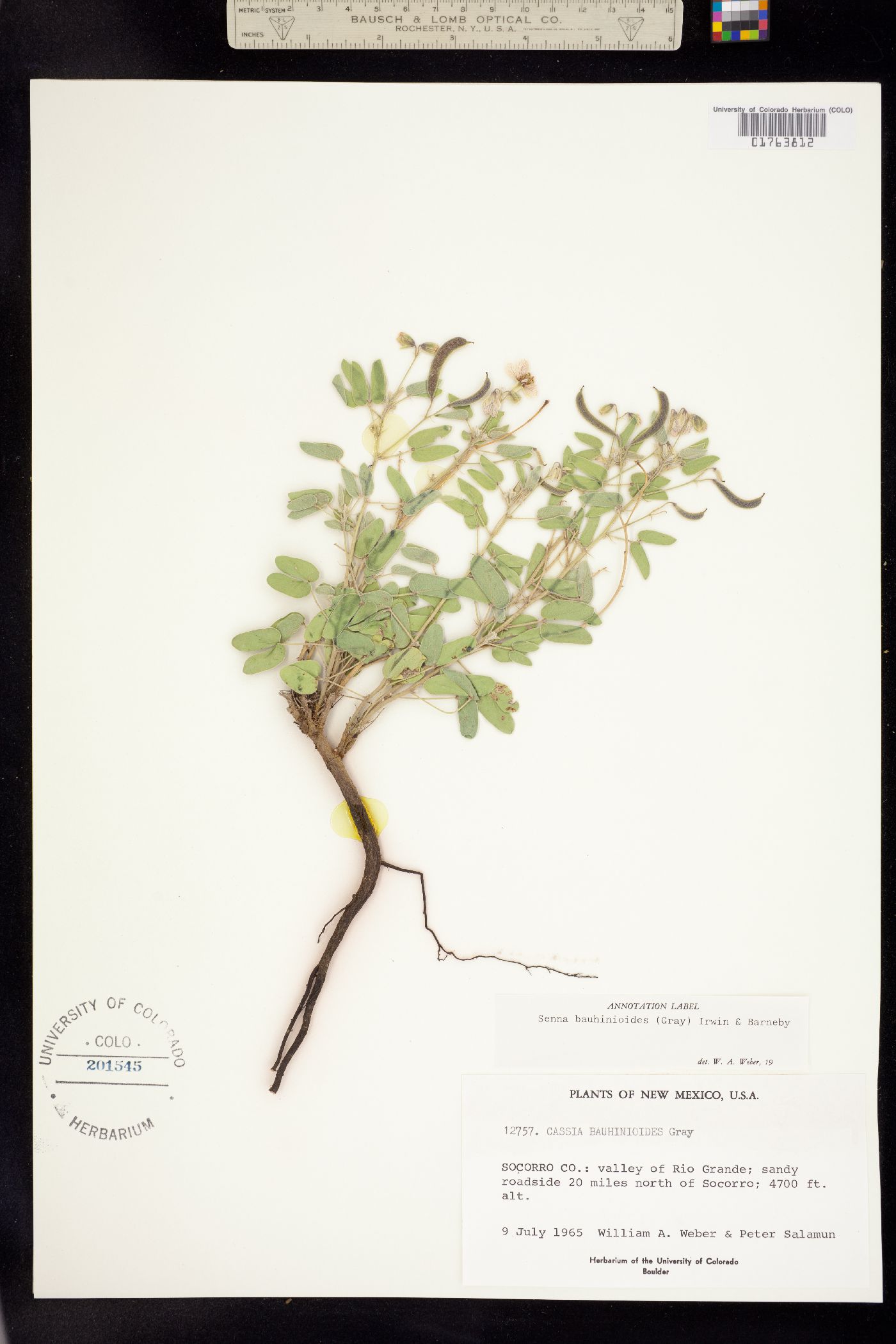 Senna bauhinioides image