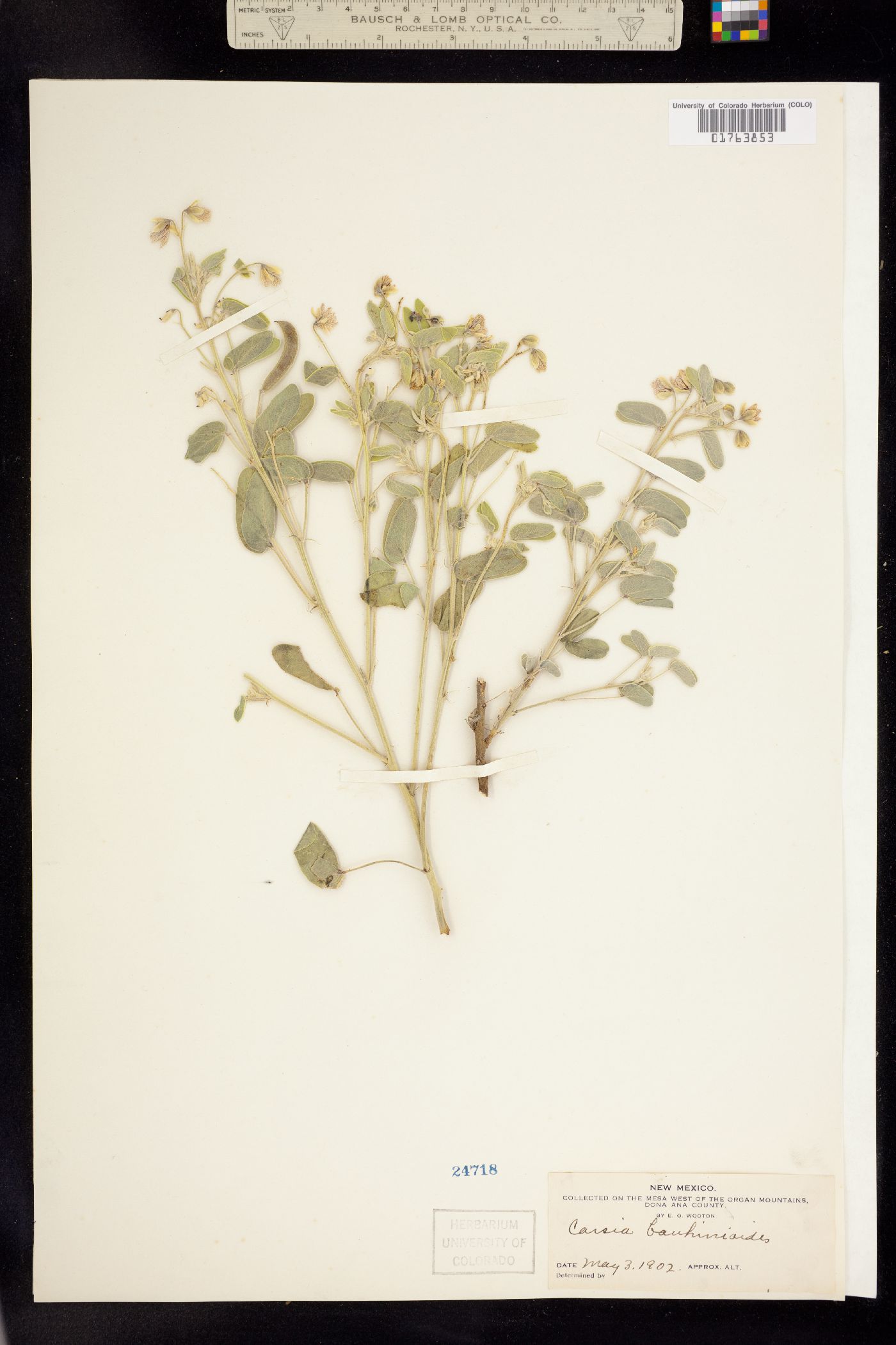 Senna bauhinioides image