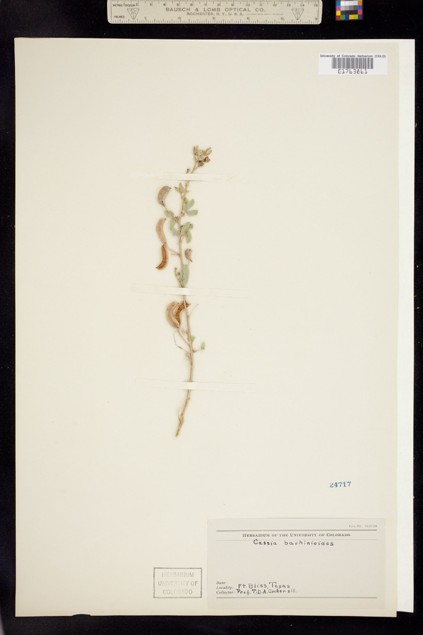 Senna bauhinioides image