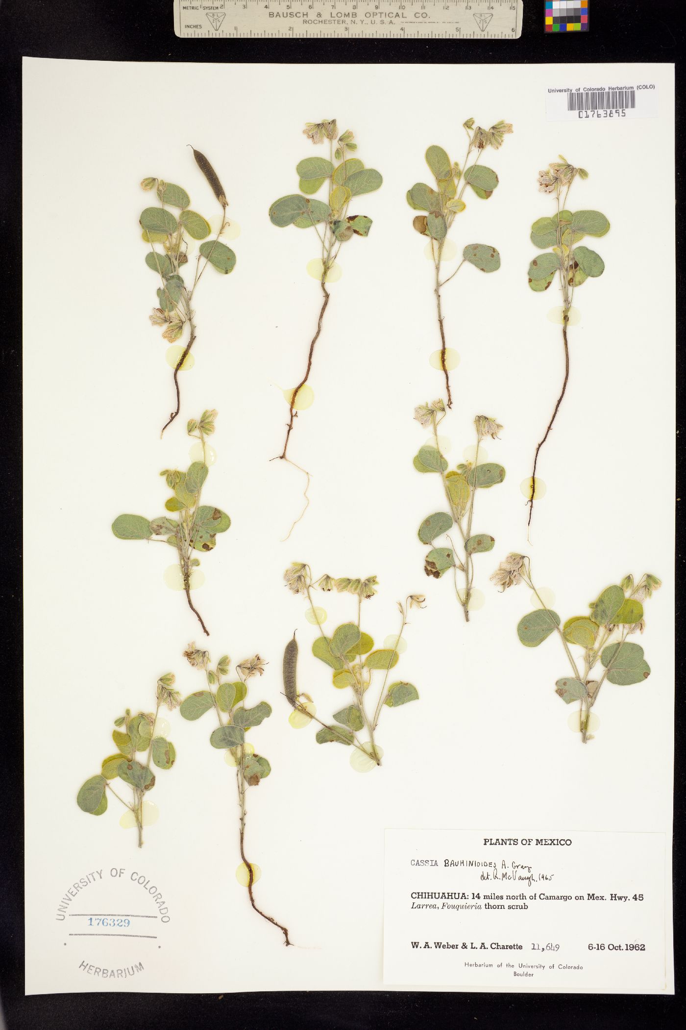 Senna bauhinioides image