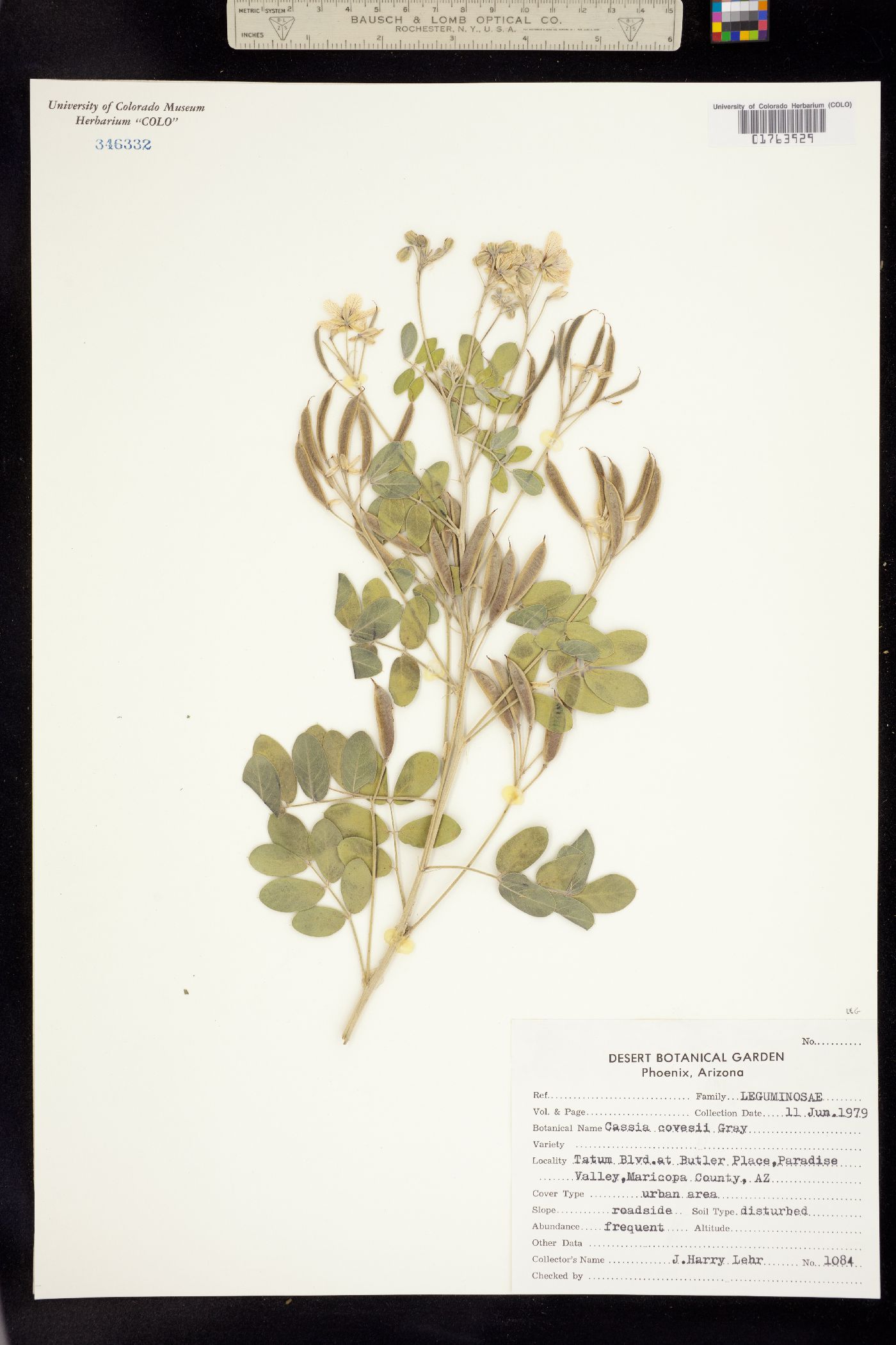 Senna covesii image