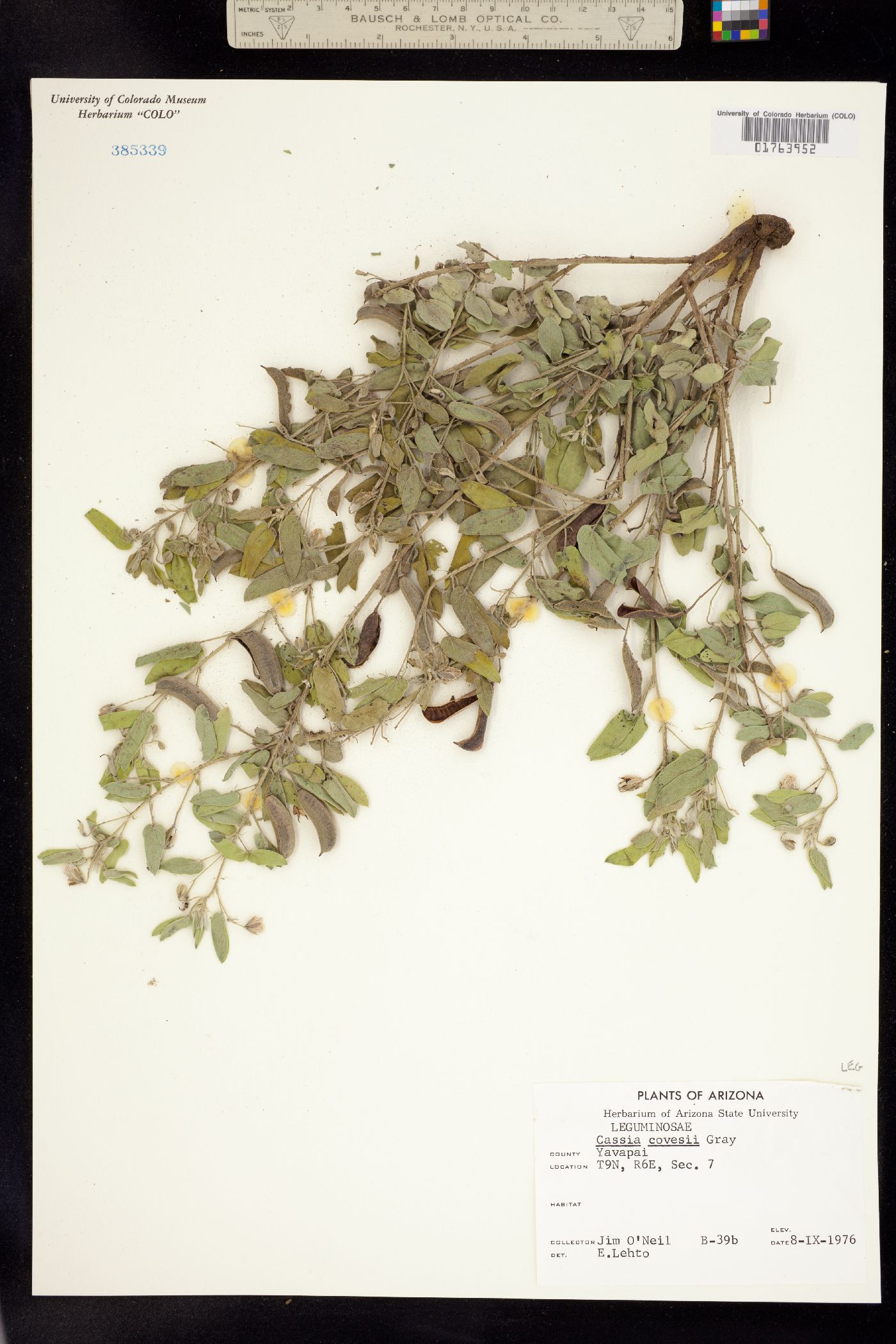 Senna covesii image