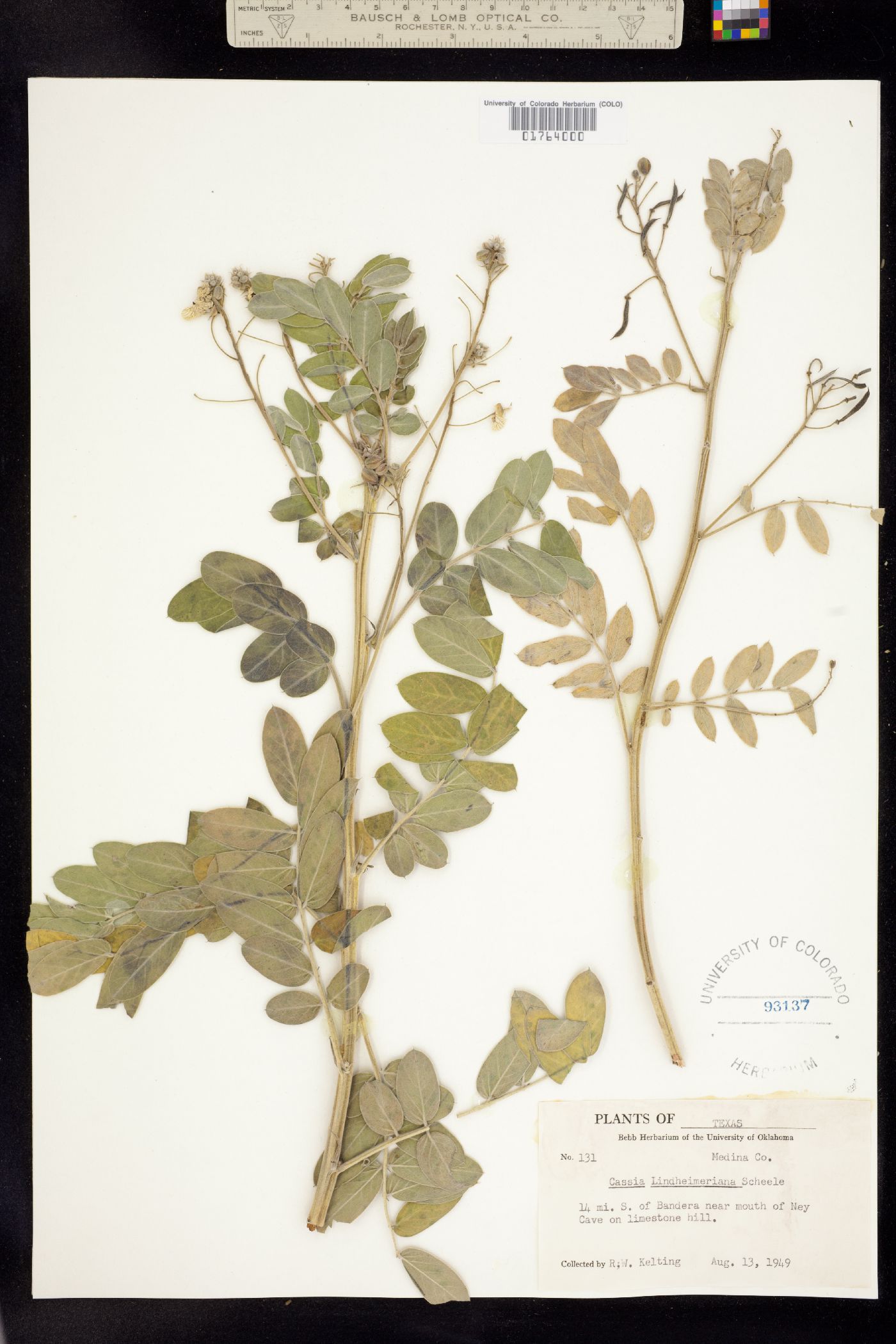 Senna lindheimeriana image