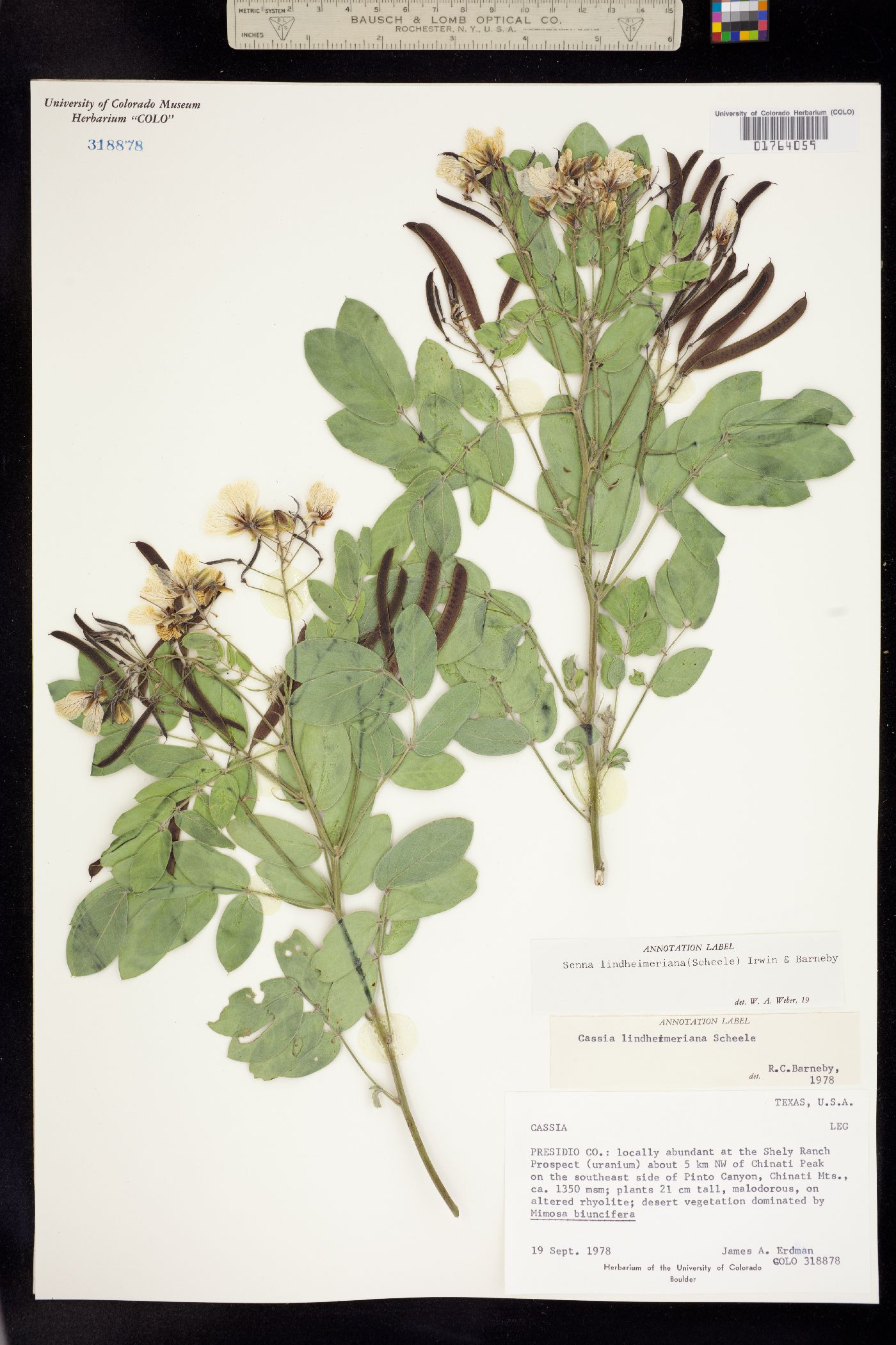 Senna lindheimeriana image