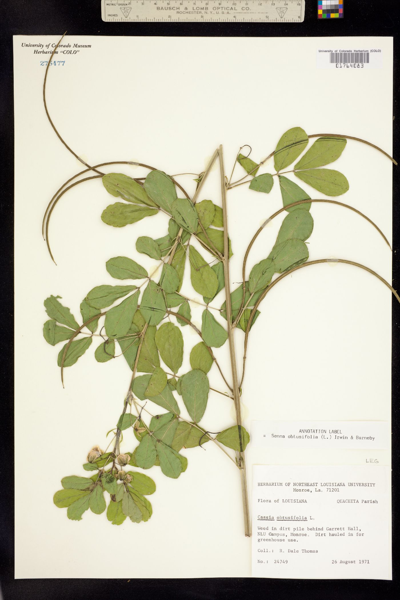 Senna obtusifolia image