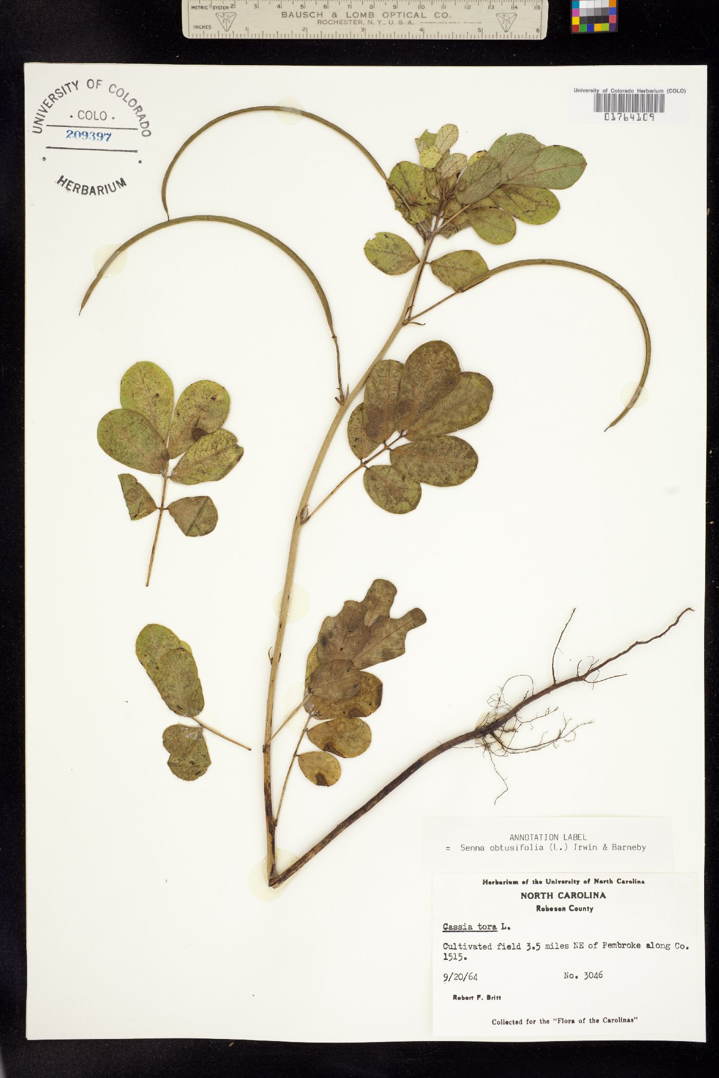 Senna obtusifolia image