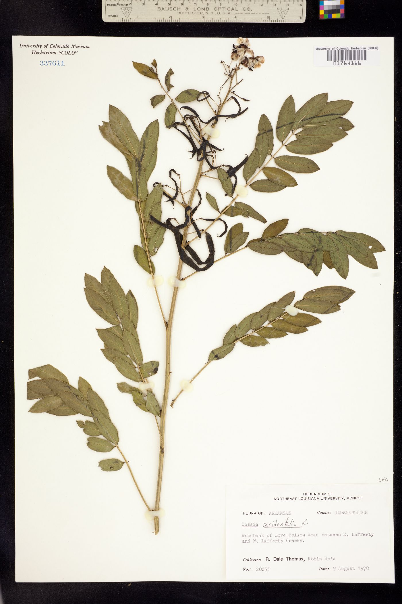 Senna occidentalis image