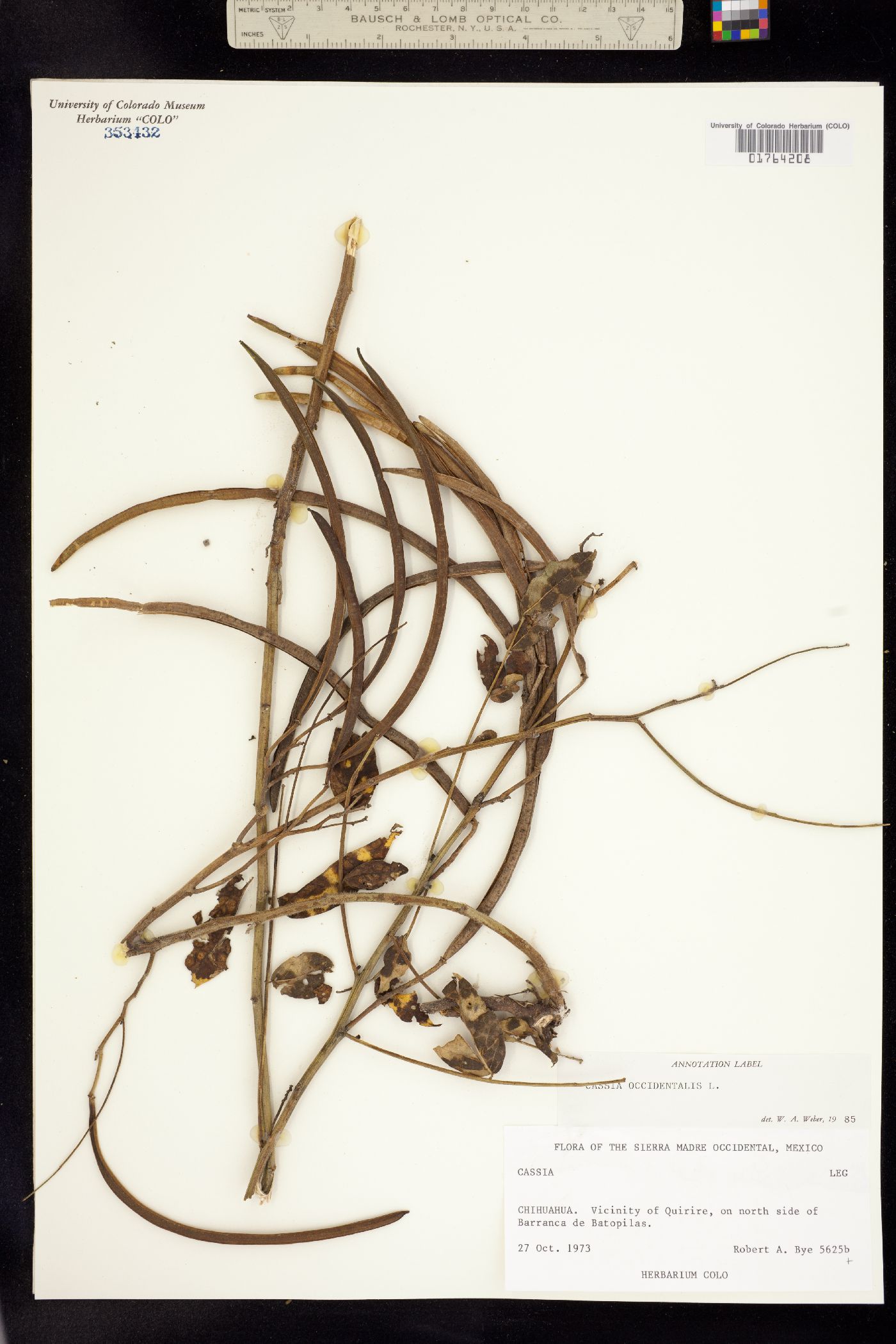 Senna occidentalis image