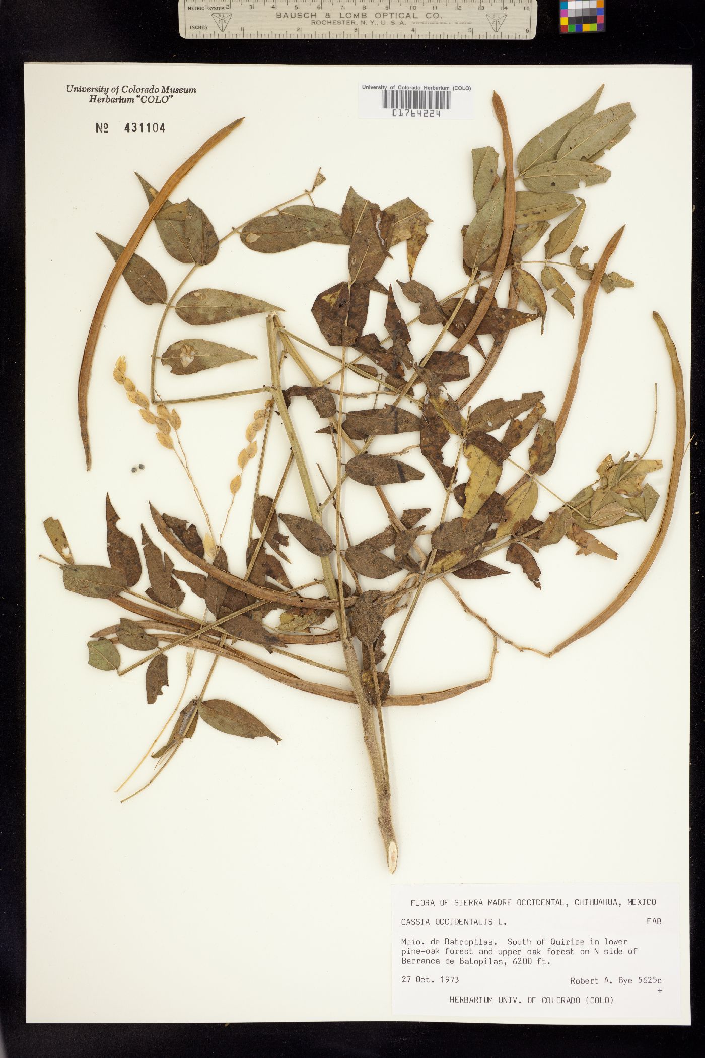 Senna occidentalis image