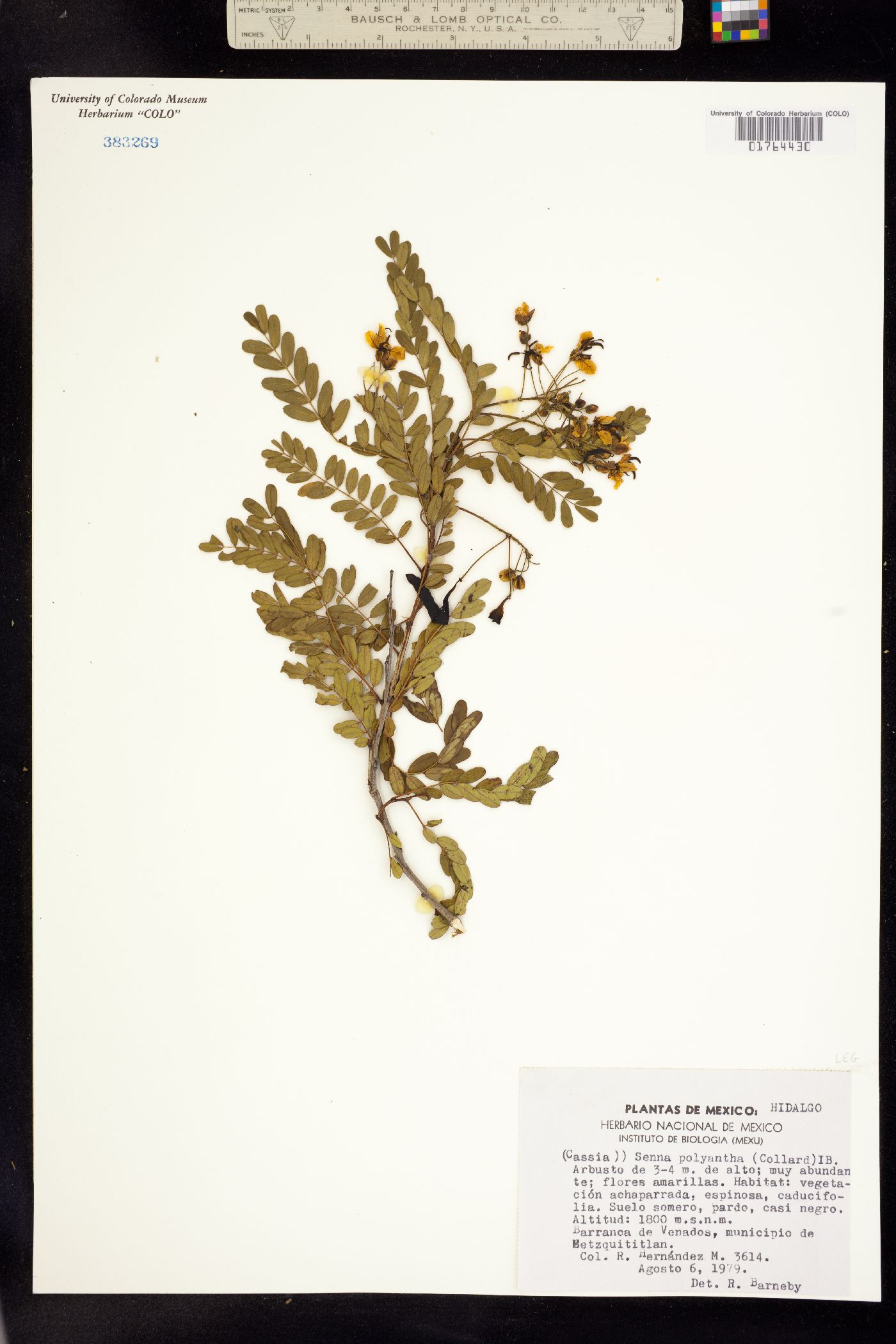 Senna polyantha image