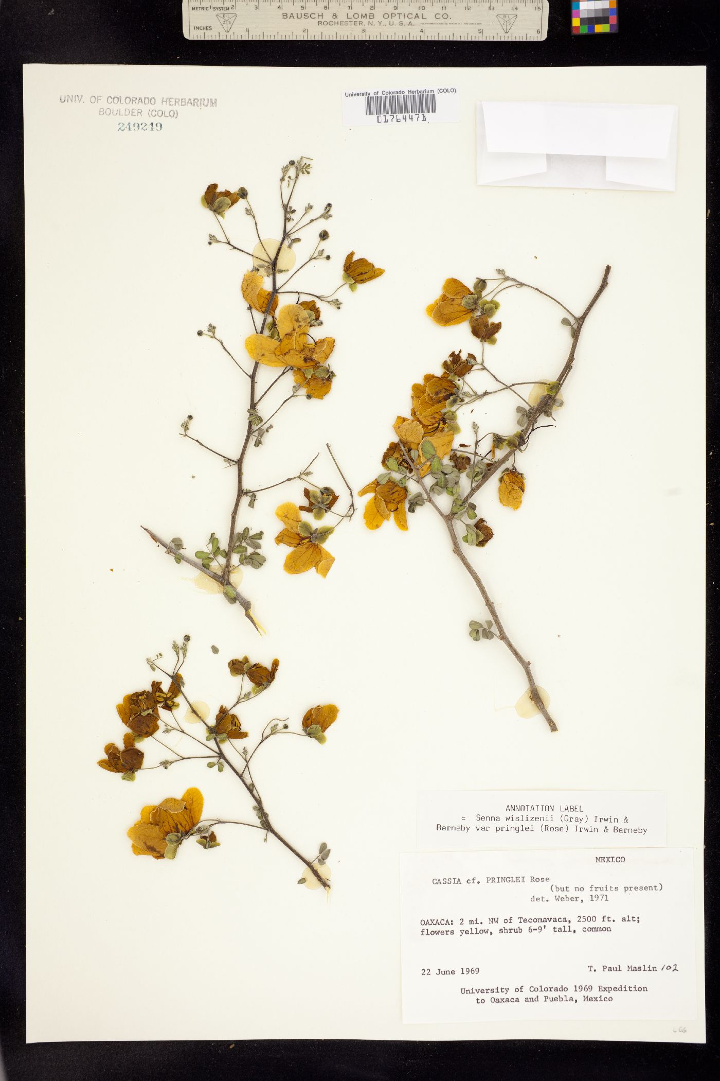 Senna wislizeni image